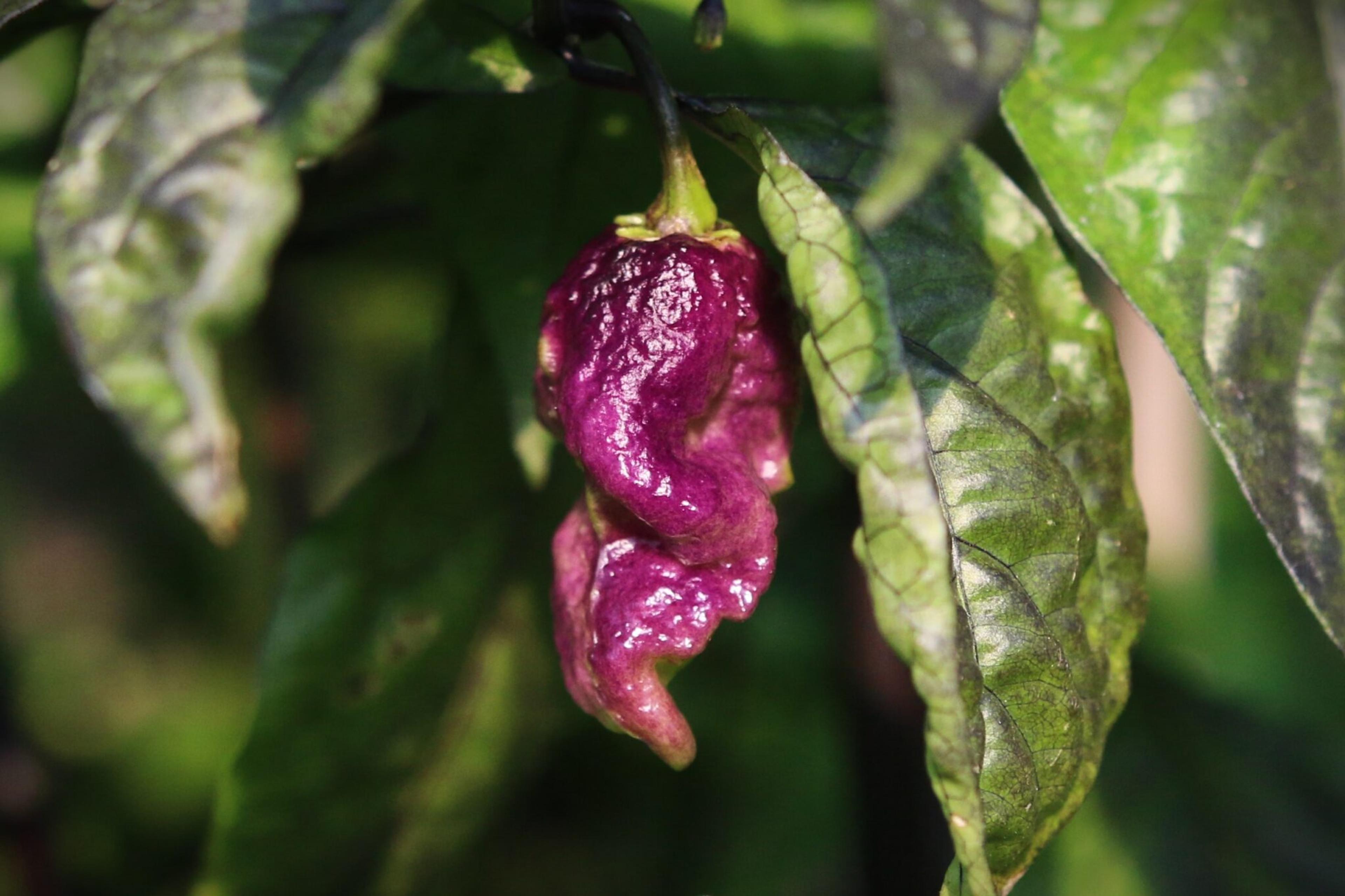 Faddas Boar Claws Purple miniatyrbild 7