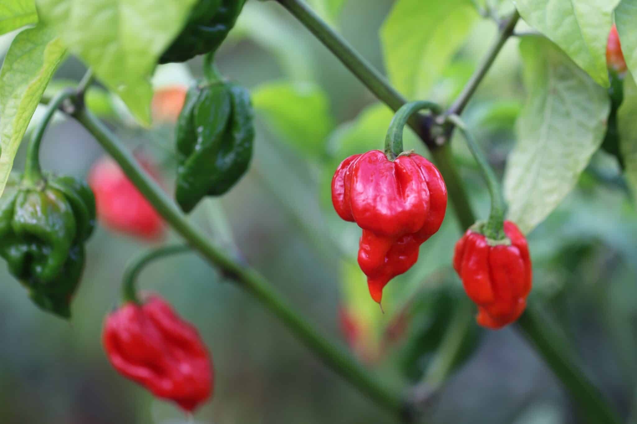 Köp Trinidad Scorpion Butch Taylor Red - Chilifrön online hos Svenska Frön Trinidad Scorpion Butch Taylor Red - Svenskodlade chilifrön från Svenska Frön