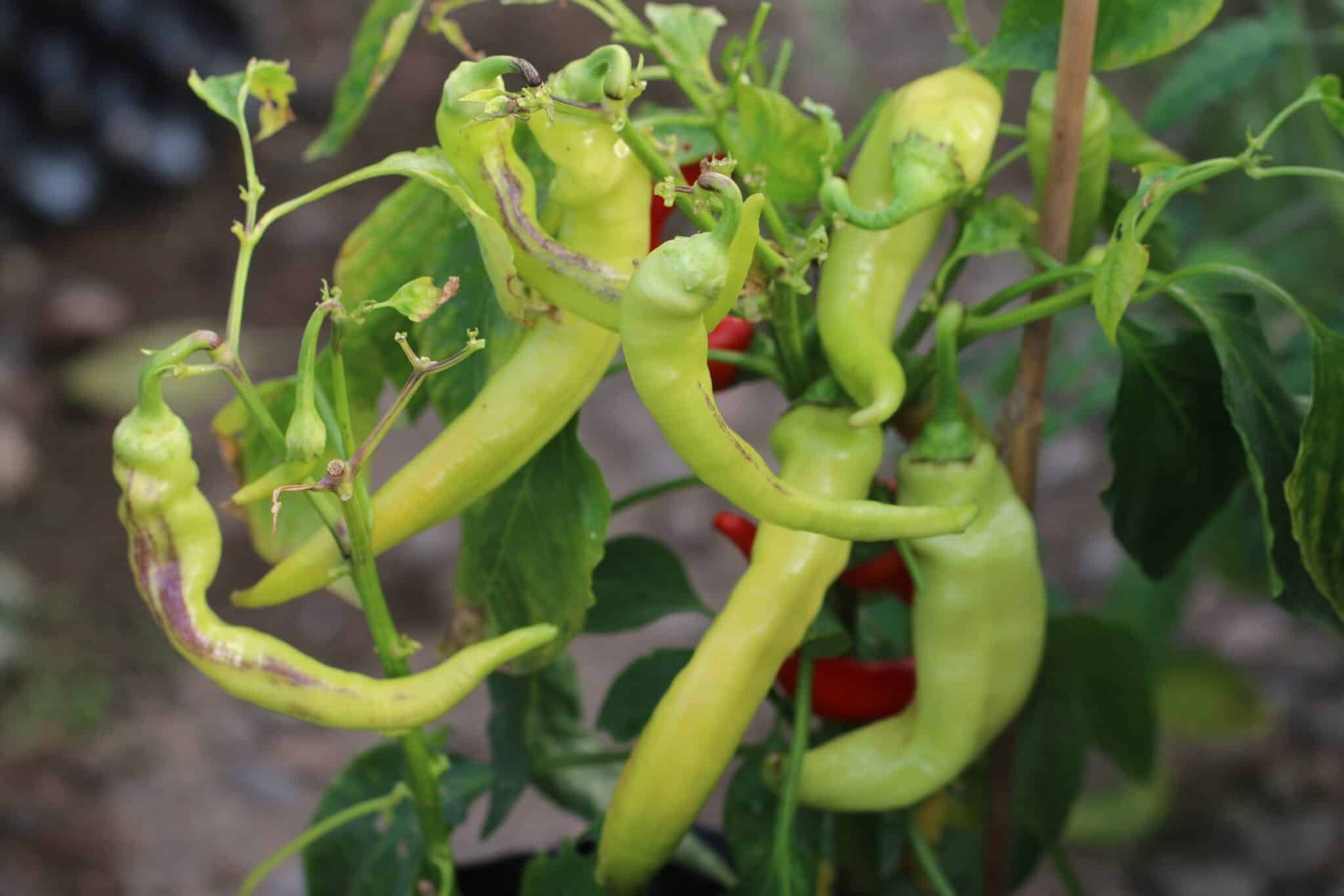 Köp Ohnivec - Chilifrön online hos Svenska Frön Ohnivec - Svenskodlade chilifrön från Svenska Frön