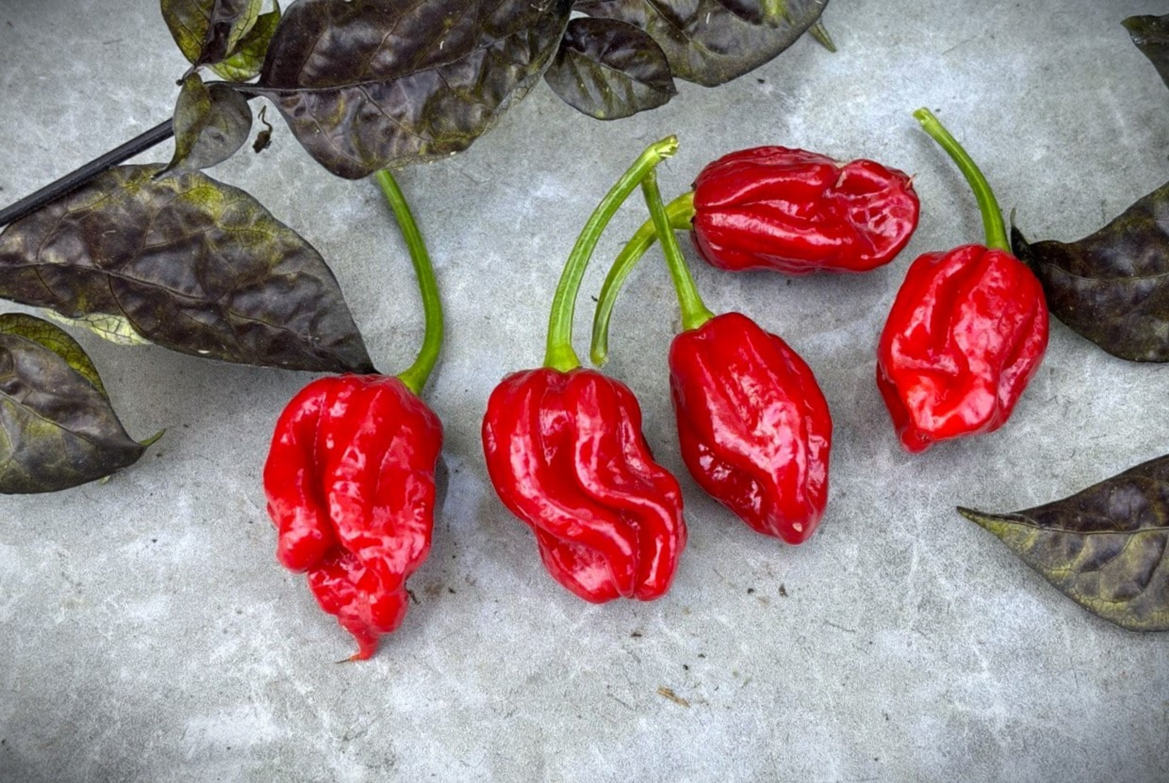 Naga Viper - Svenskodlade chilifrön från Svenska Frön