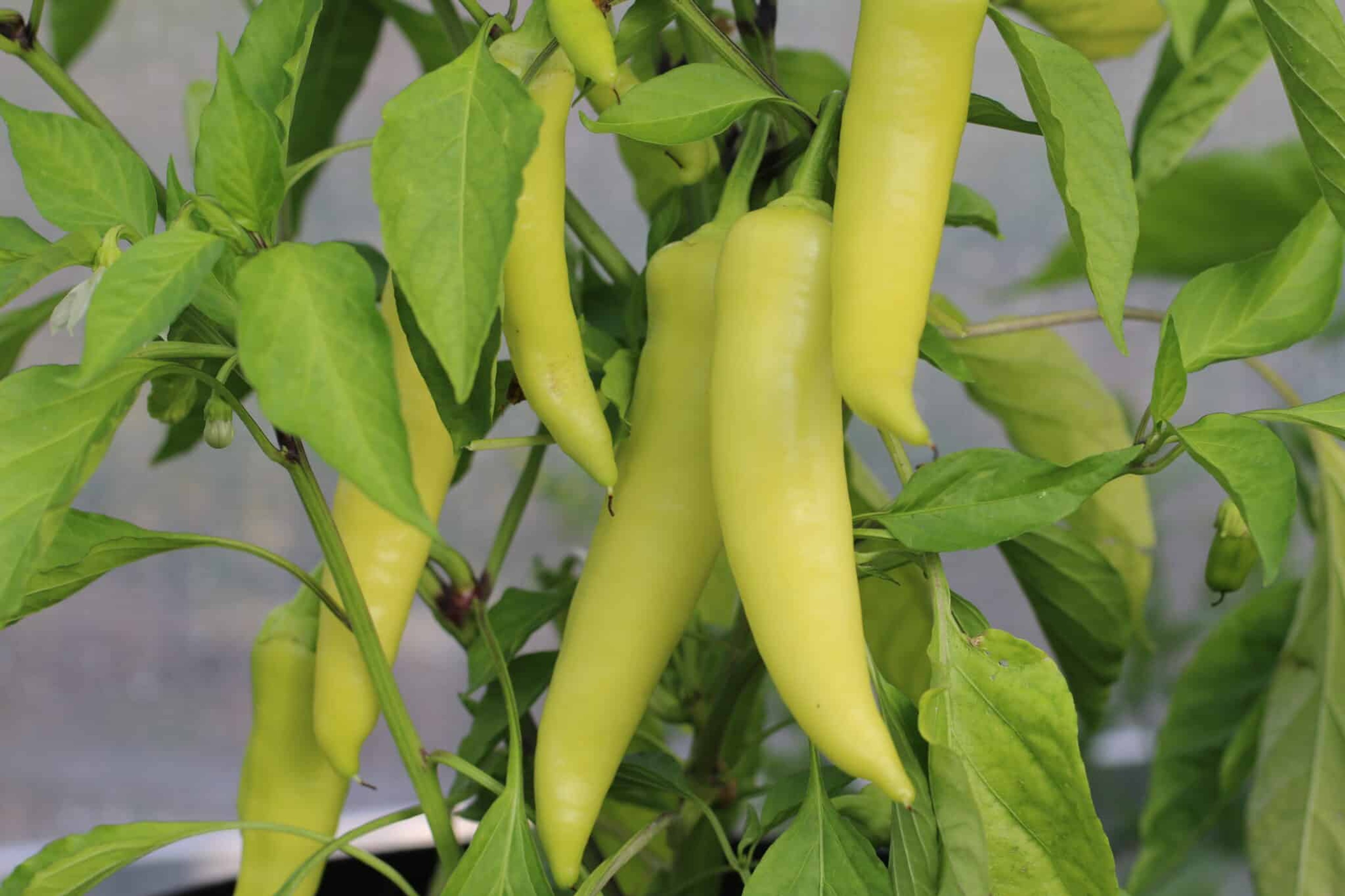 Sweet Banana - Svenskodlade chilifrön från Svenska Frön