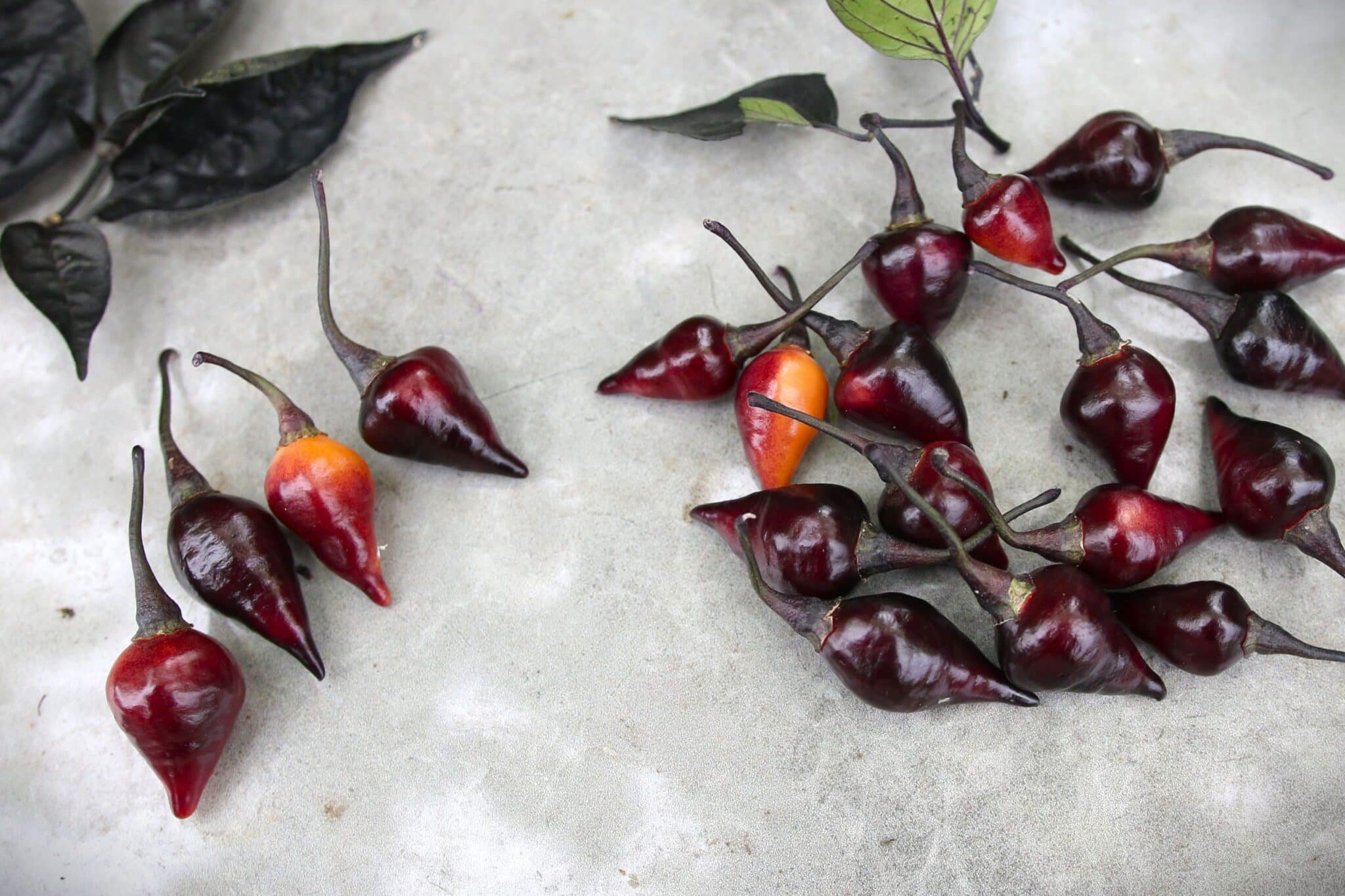 Köp Biquinho Black - Chilifrön online hos Svenska Frön Biquinho Black - Svenskodlade chilifrön från Svenska Frön