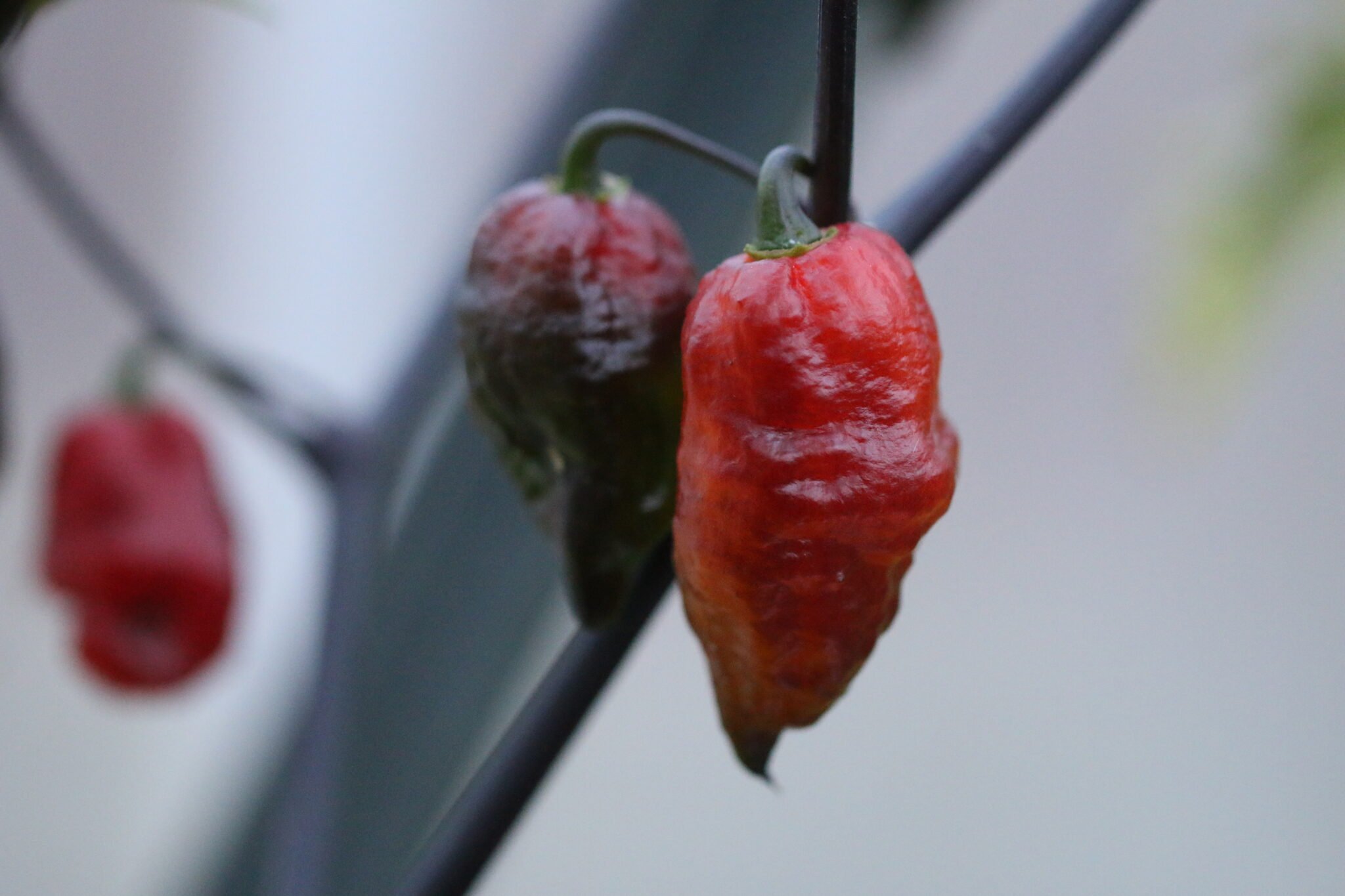 Köp Yaki Blue Fawn - Chilifrön online hos Svenska Frön Yaki Blue Fawn - Svenskodlade chilifrön från Svenska Frön