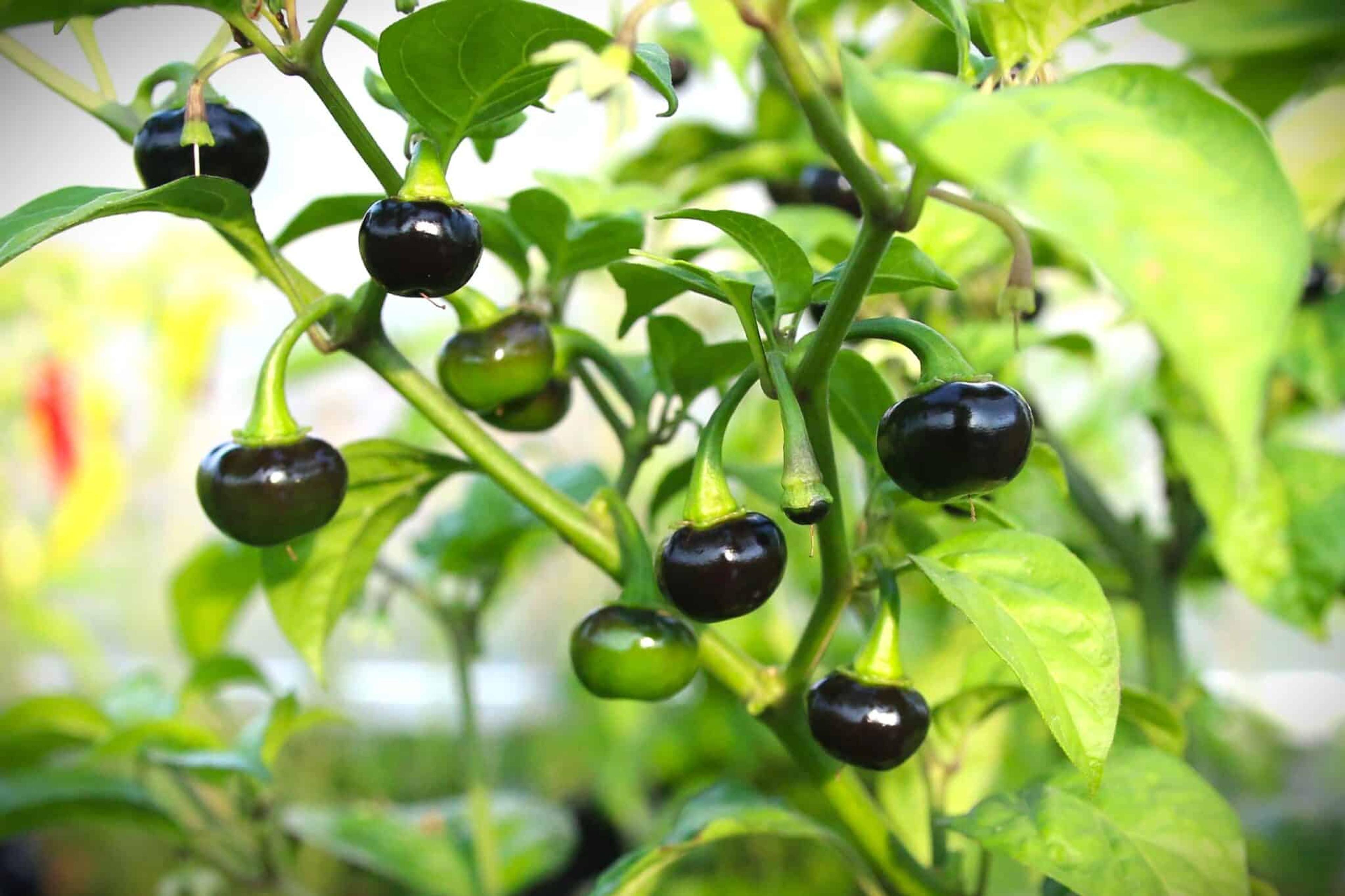 Bode Red miniatyrbild 2