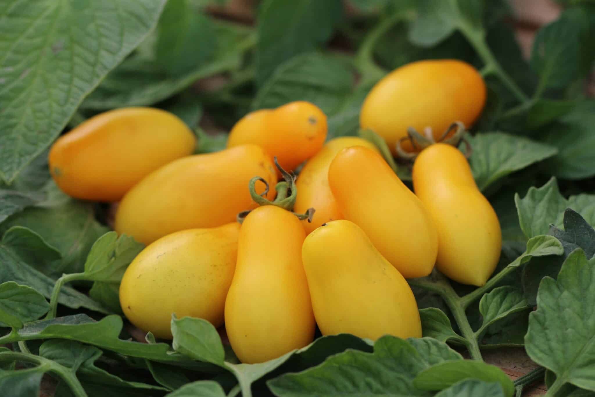 Köp Taiko - Tomatfrön online hos Svenska Frön Taiko - Svenskodlade tomatfrön från Svenska Frön