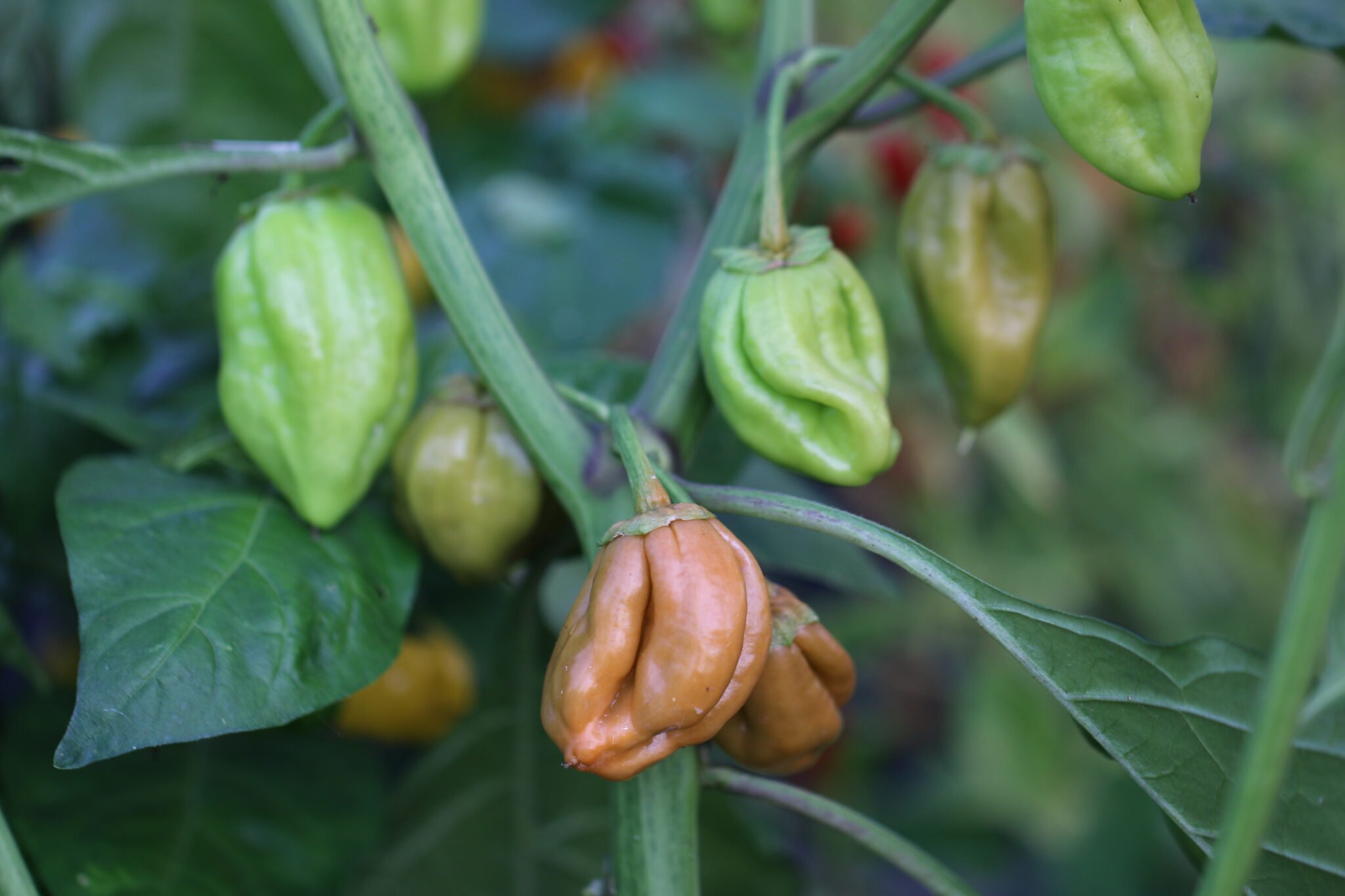 Köp Bleeding Jigsaw - Chilifrön online hos Svenska Frön Bleeding Jigsaw - Svenskodlade chilifrön frÄn Svenska Frön