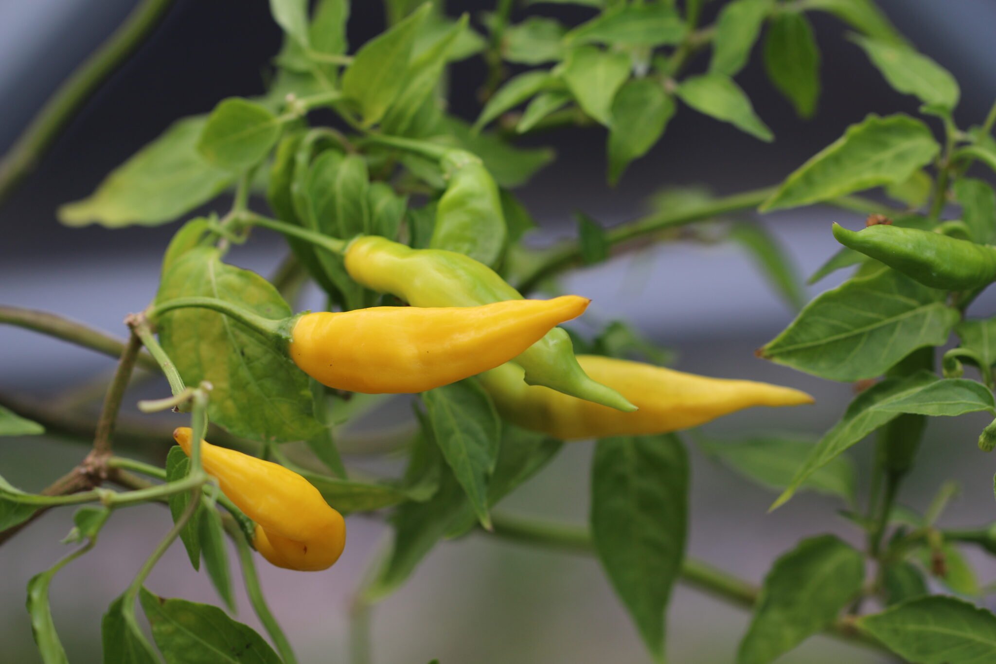 Köp Aji Russian Yellow - Chilifrön online hos Svenska Frön Aji Russian Yellow - Svenskodlade chilifrön från Svenska Frön