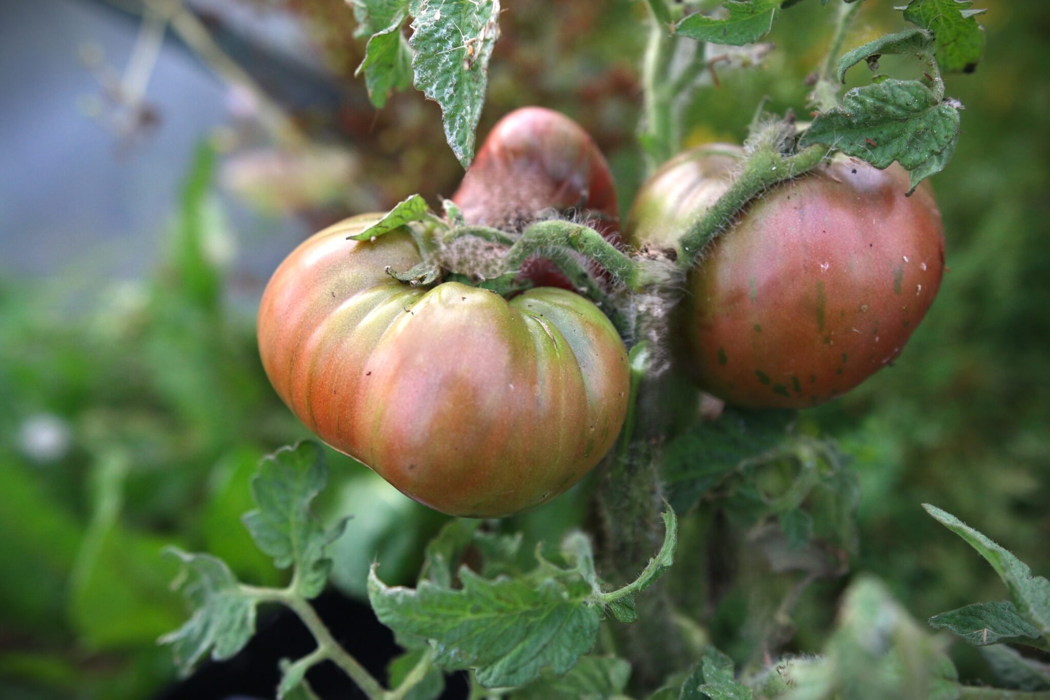 Köp Crimson Sockeye Dwarf - Tomatfrön online hos Svenska Frön Crimson Sockeye Dwarf - Svenskodlade tomatfrön från Svenska Frön