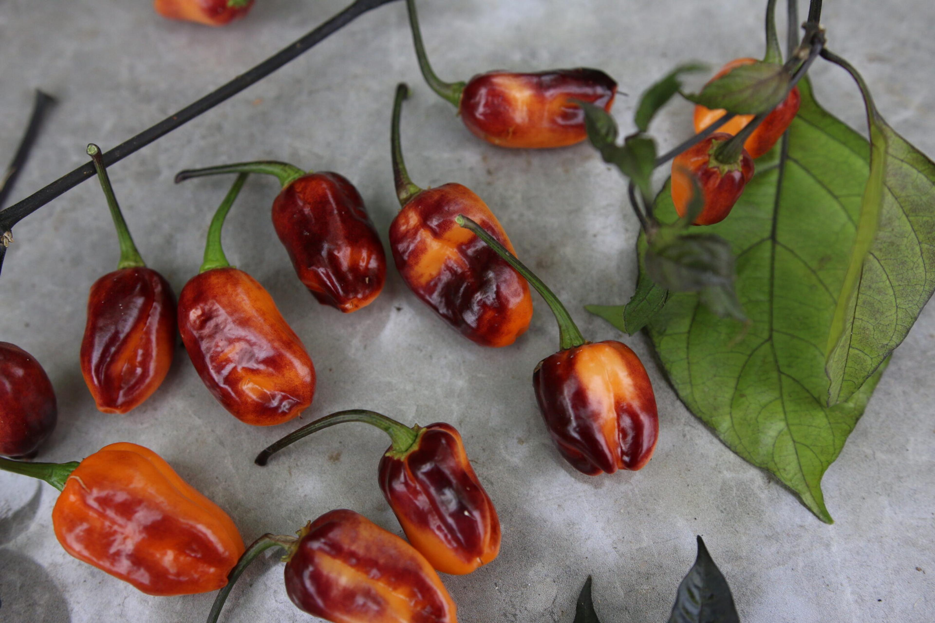 Olho De Mutum miniatyrbild 2