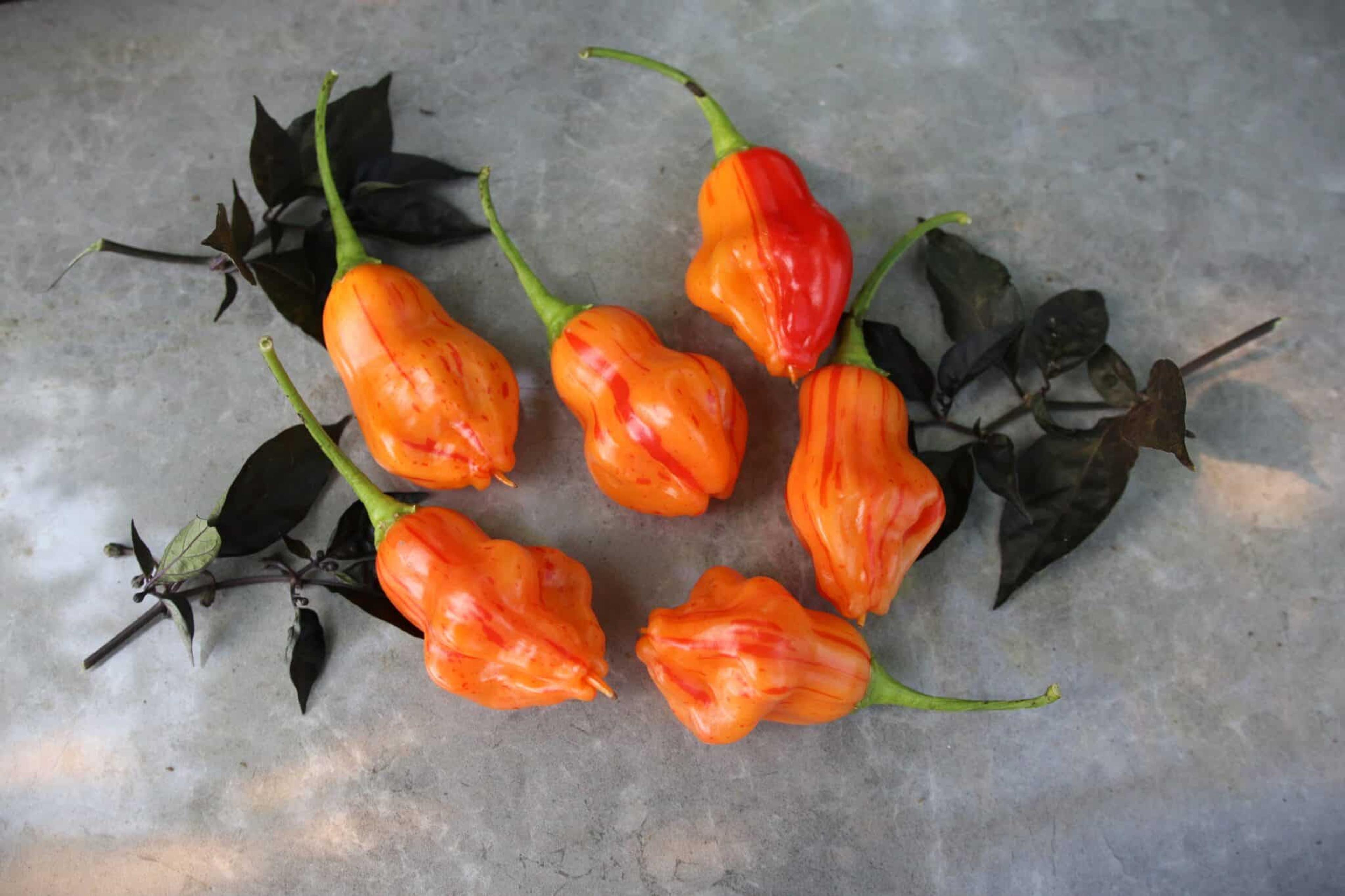 Zebrange miniatyrbild 1