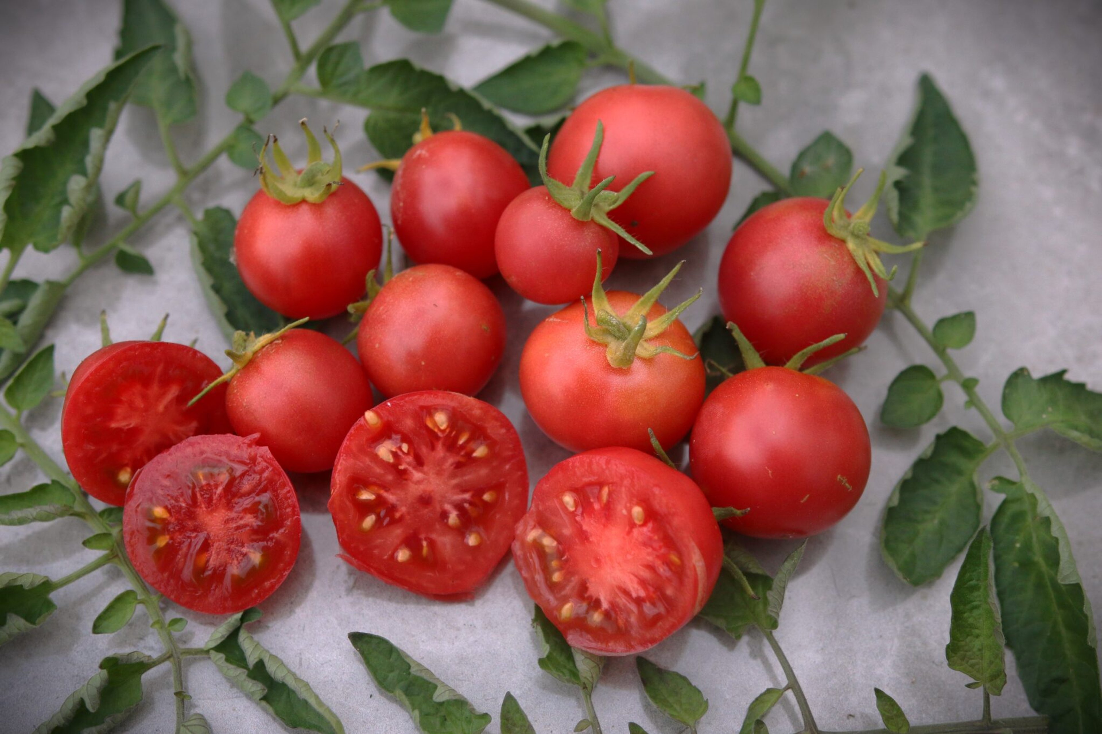 Pink Opal - Svenskodlade tomatfrön från Svenska Frön