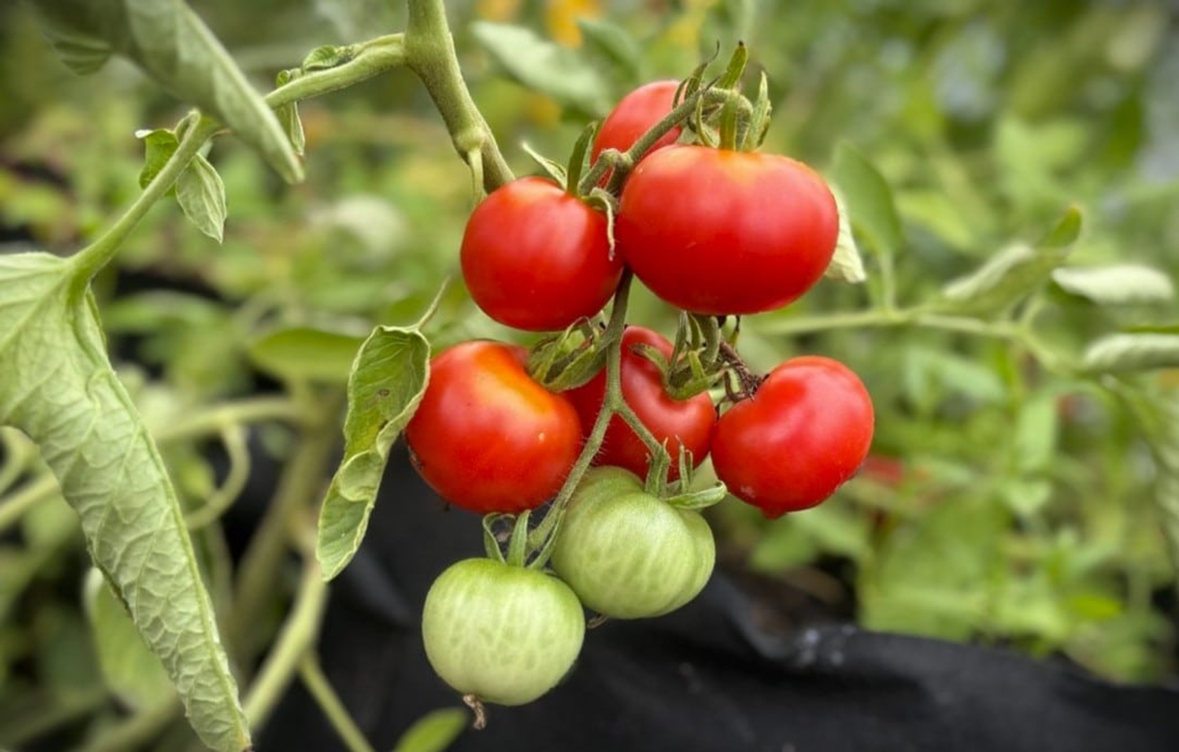 Stupice - Svenskodlade tomatfrön från Svenska Frön