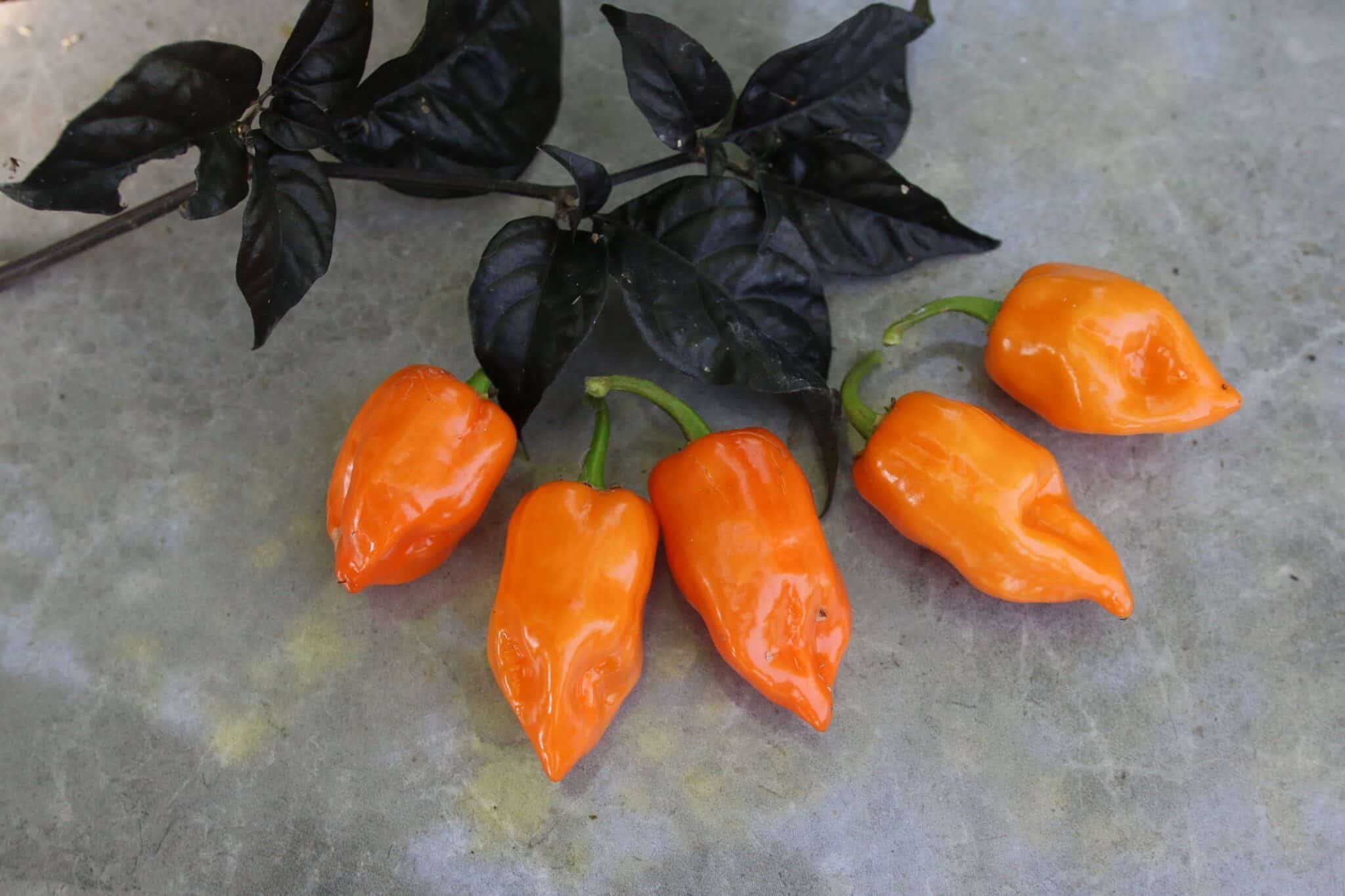 Köp Habanero Manzano - Chilifrön online hos Svenska Frön Habanero Manzano - Svenskodlade chilifrön från Svenska Frön