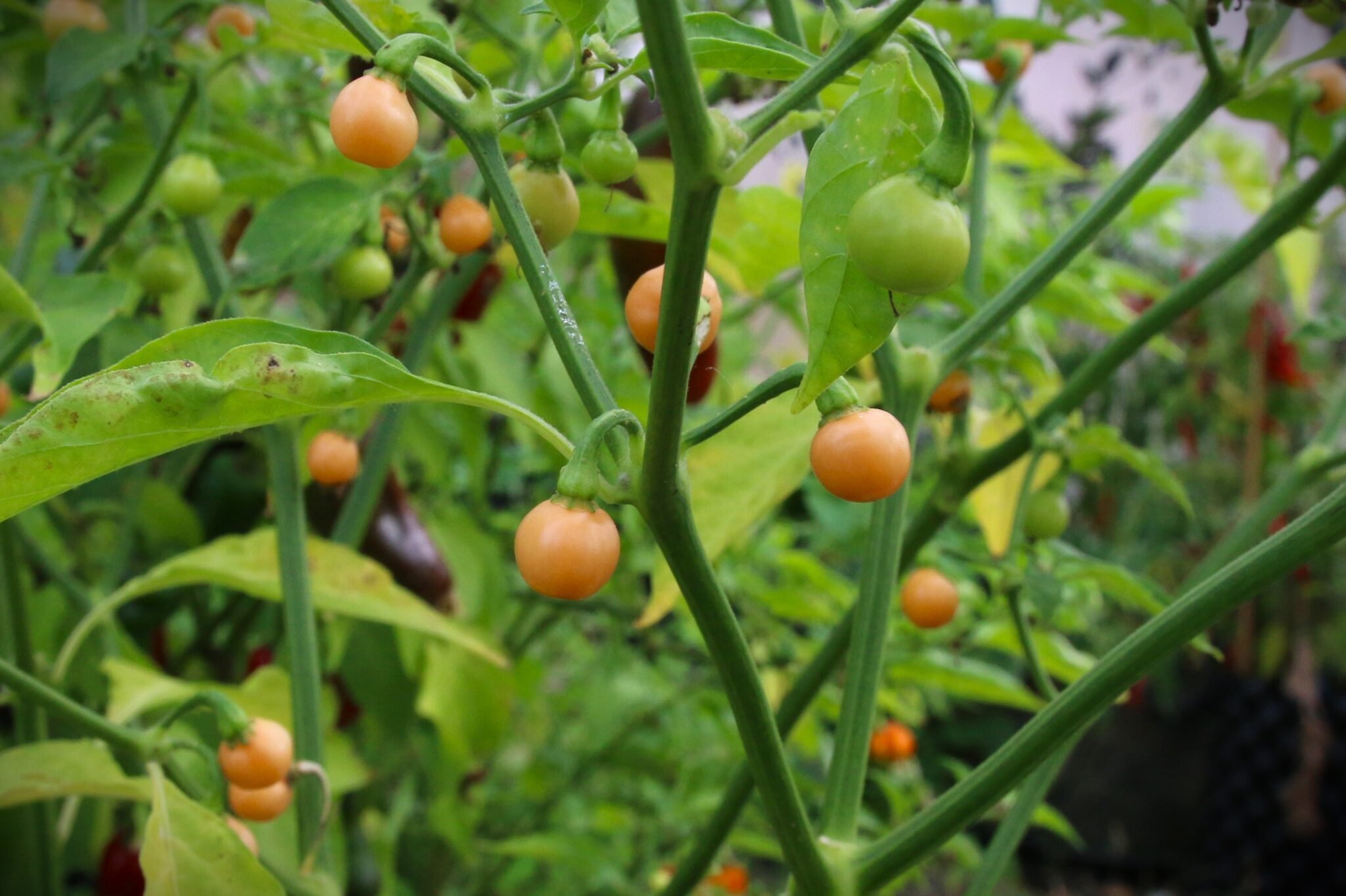 Köp Pérola Laranja - Chilifrön online hos Svenska Frön Pérola Laranja - Svenskodlade chilifrön från Svenska Frön