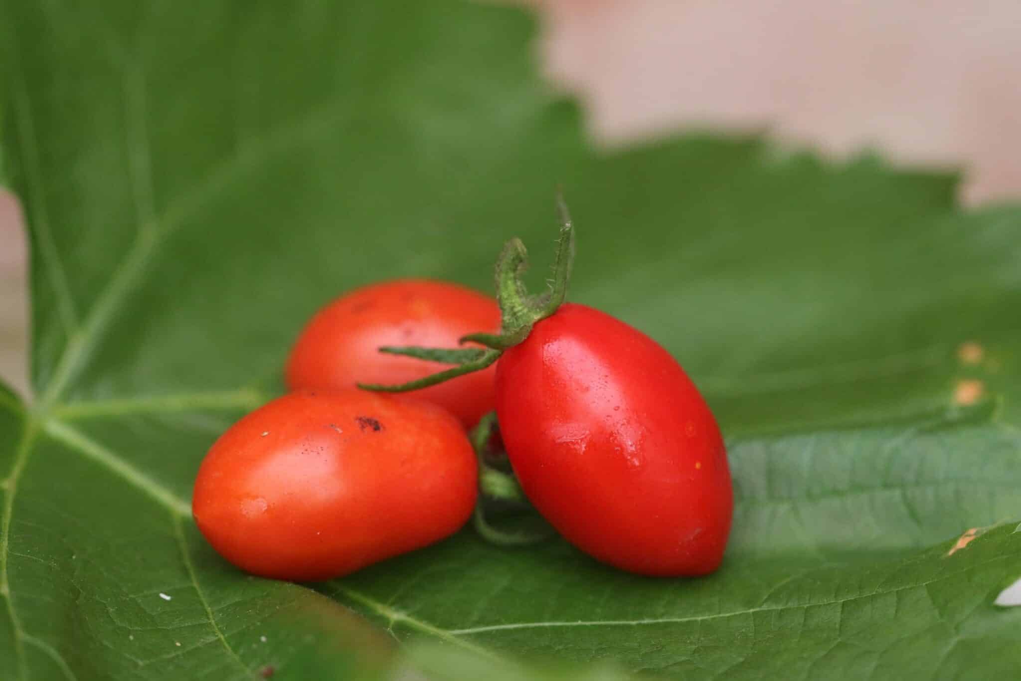 Köp Rio Fuego - Tomatfrön online hos Svenska Frön Rio Fuego - Svenskodlade tomatfrön från Svenska Frön