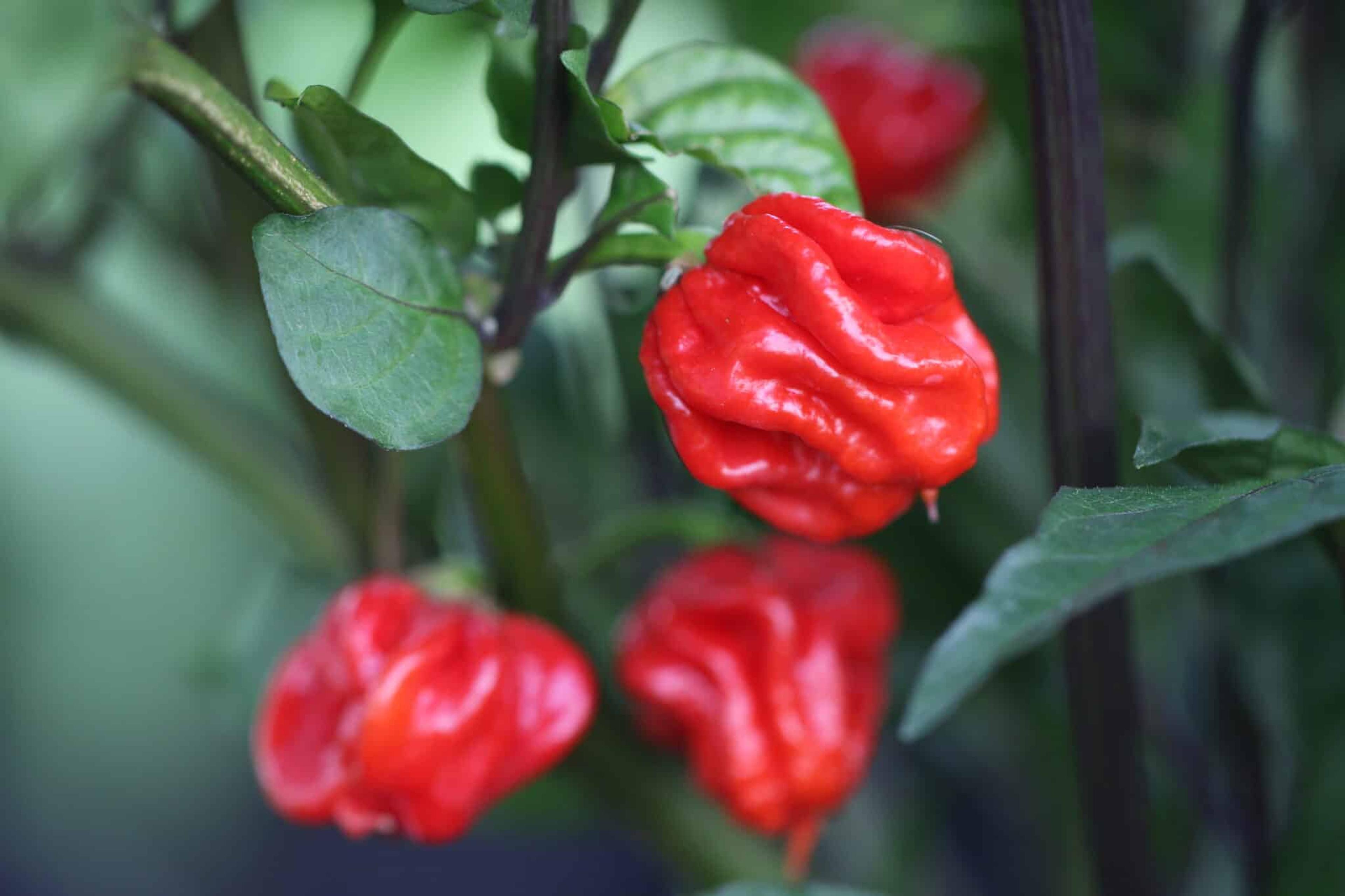 Purple Death miniatyrbild 3