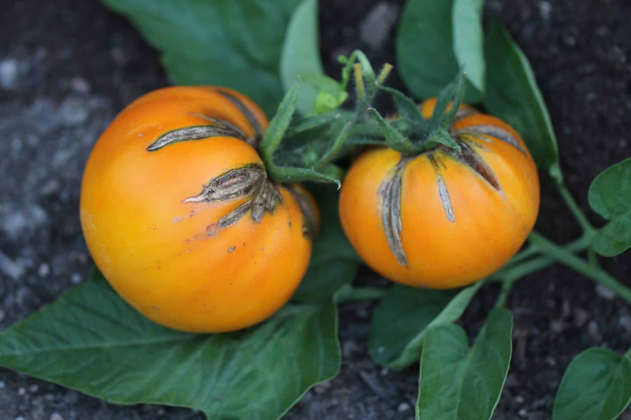 Köp Big Rainbow - Tomatfrön online hos Svenska Frön Big Rainbow - Svenskodlade tomatfrön från Svenska Frön