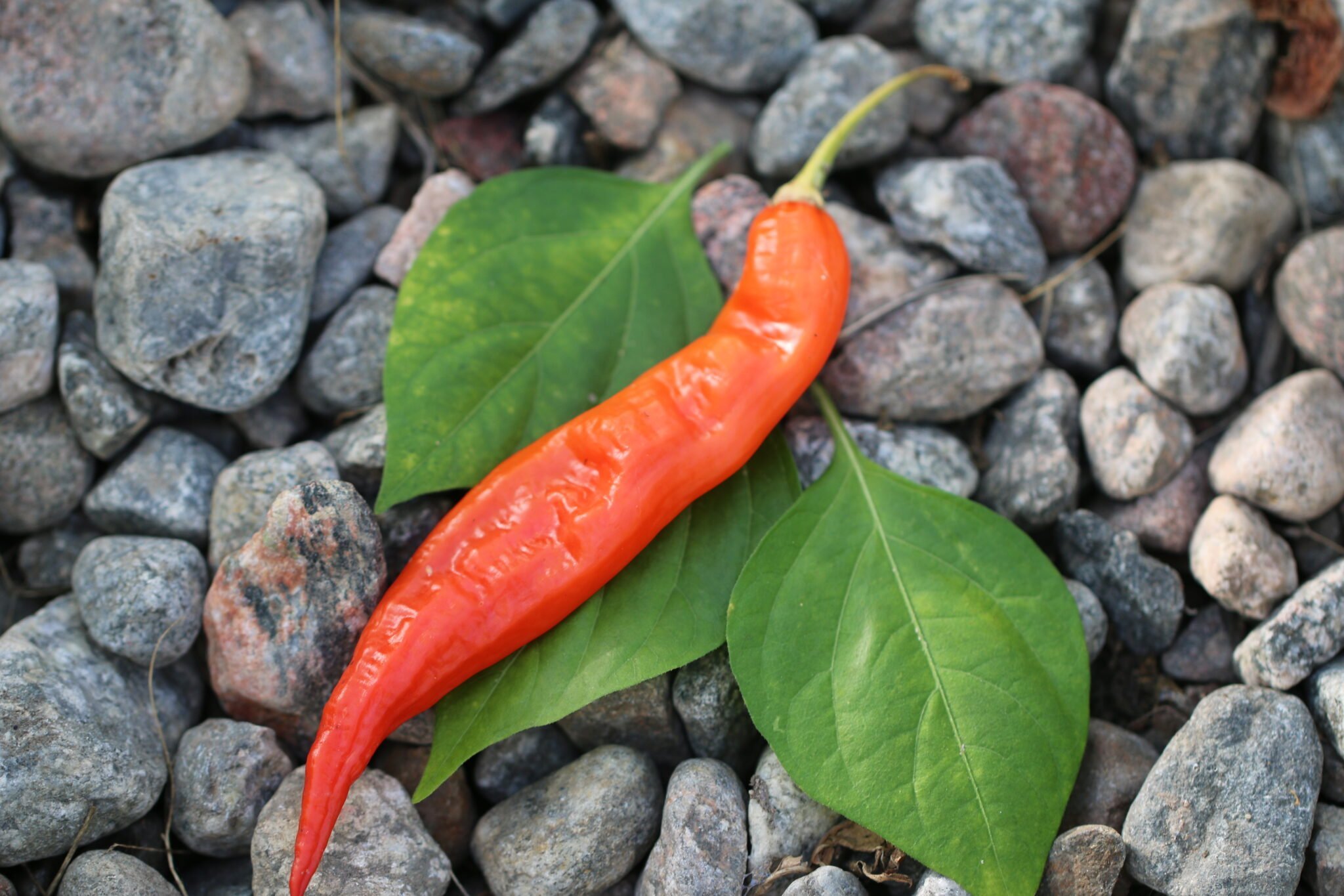 Köp Sugar Rush - Chilifrön online hos Svenska Frön Sugar Rush - Svenskodlade chilifrön från Svenska Frön