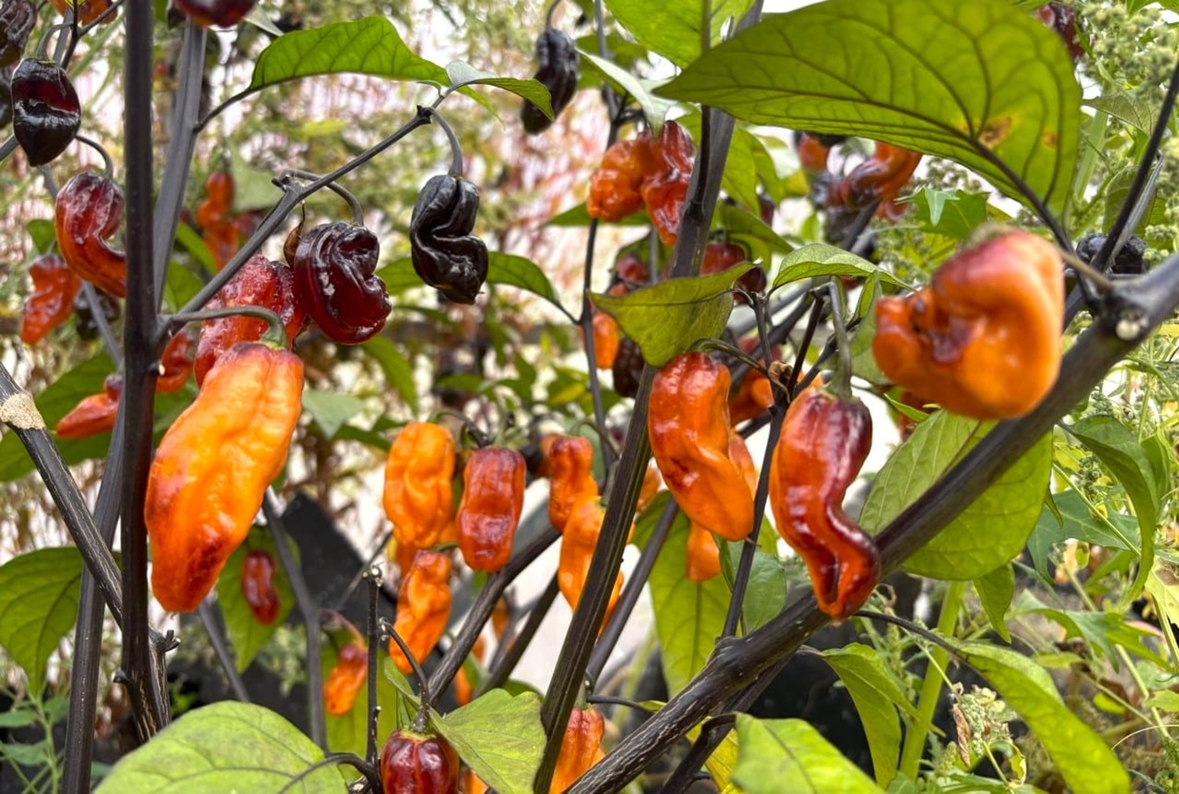Skrynkliga avlånga PJ ICE-chilifrukter i ljusa nyanser på plantan