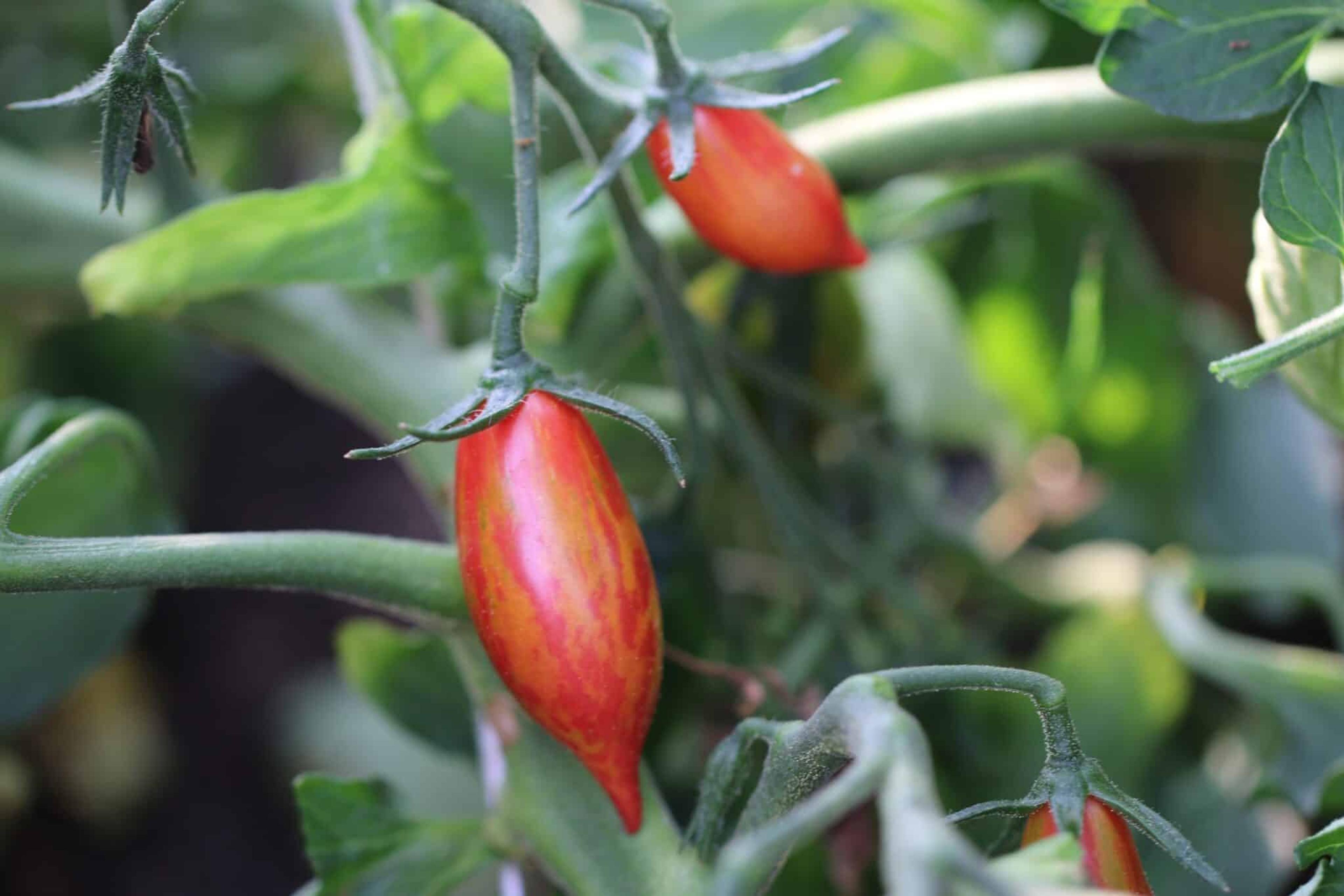 Artisan Pink Tiger miniatyrbild 1