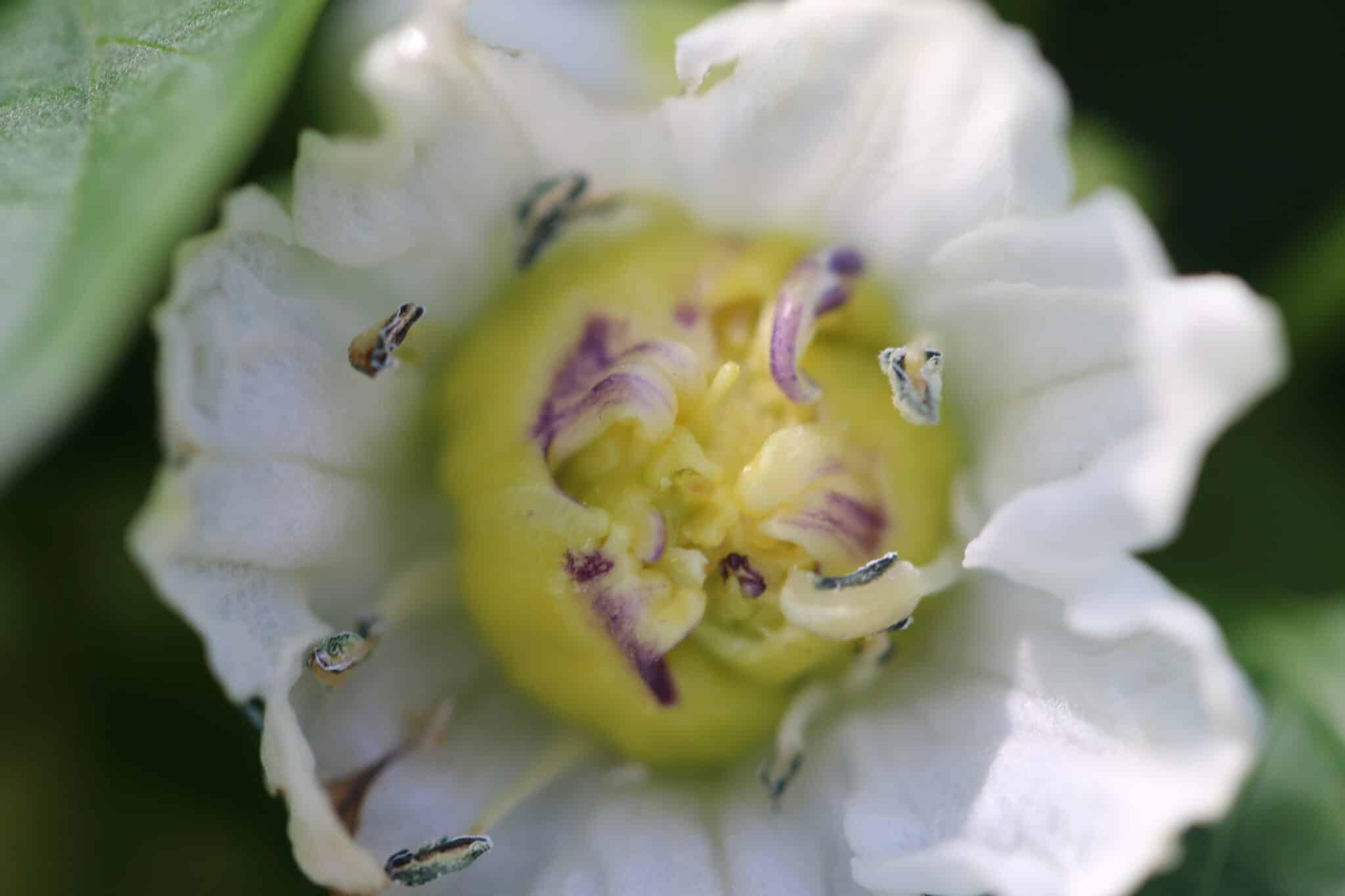 Feher Ozon miniatyrbild 3