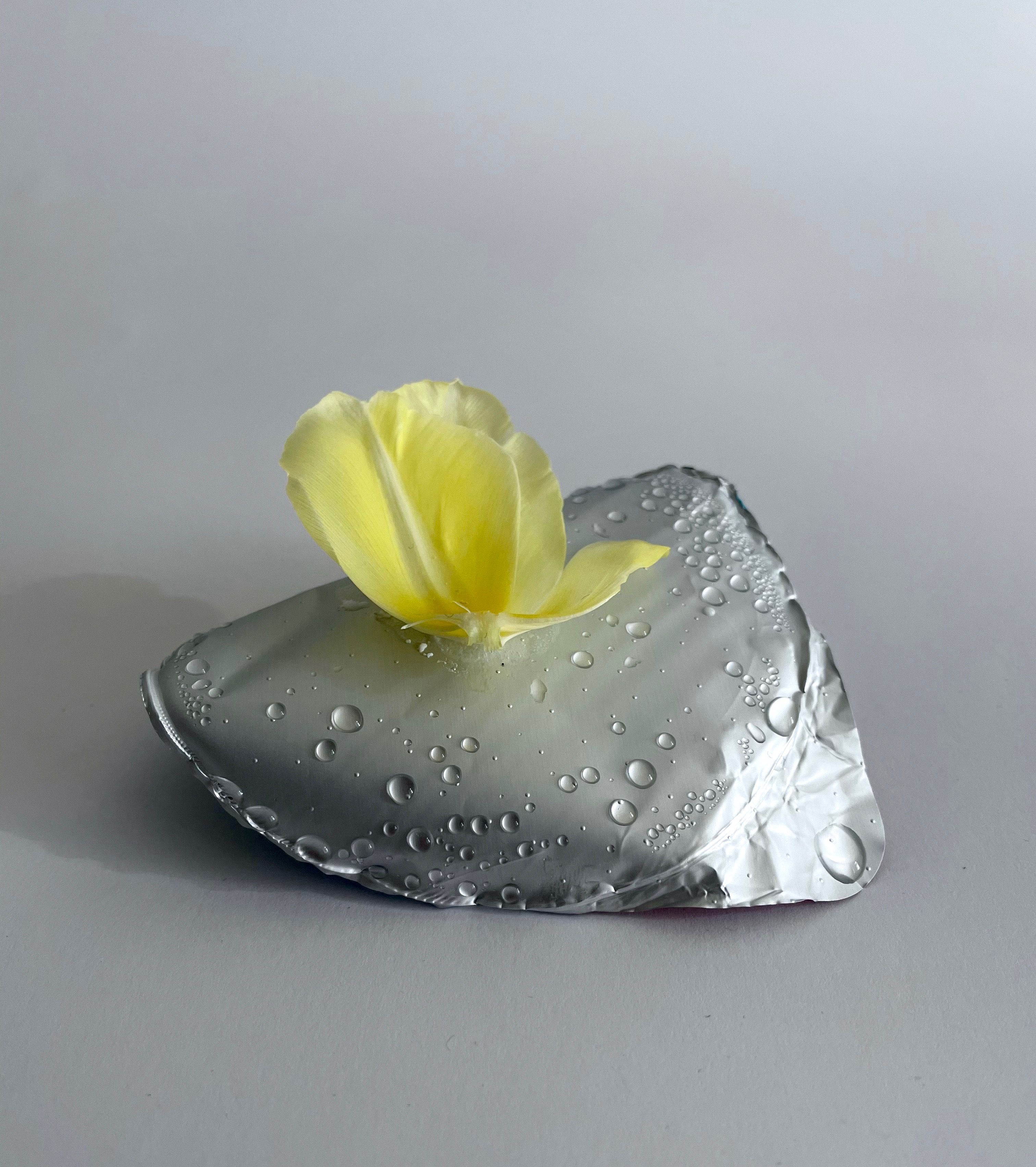 Tulip blossom laying on a yogurt lid with condensation drops