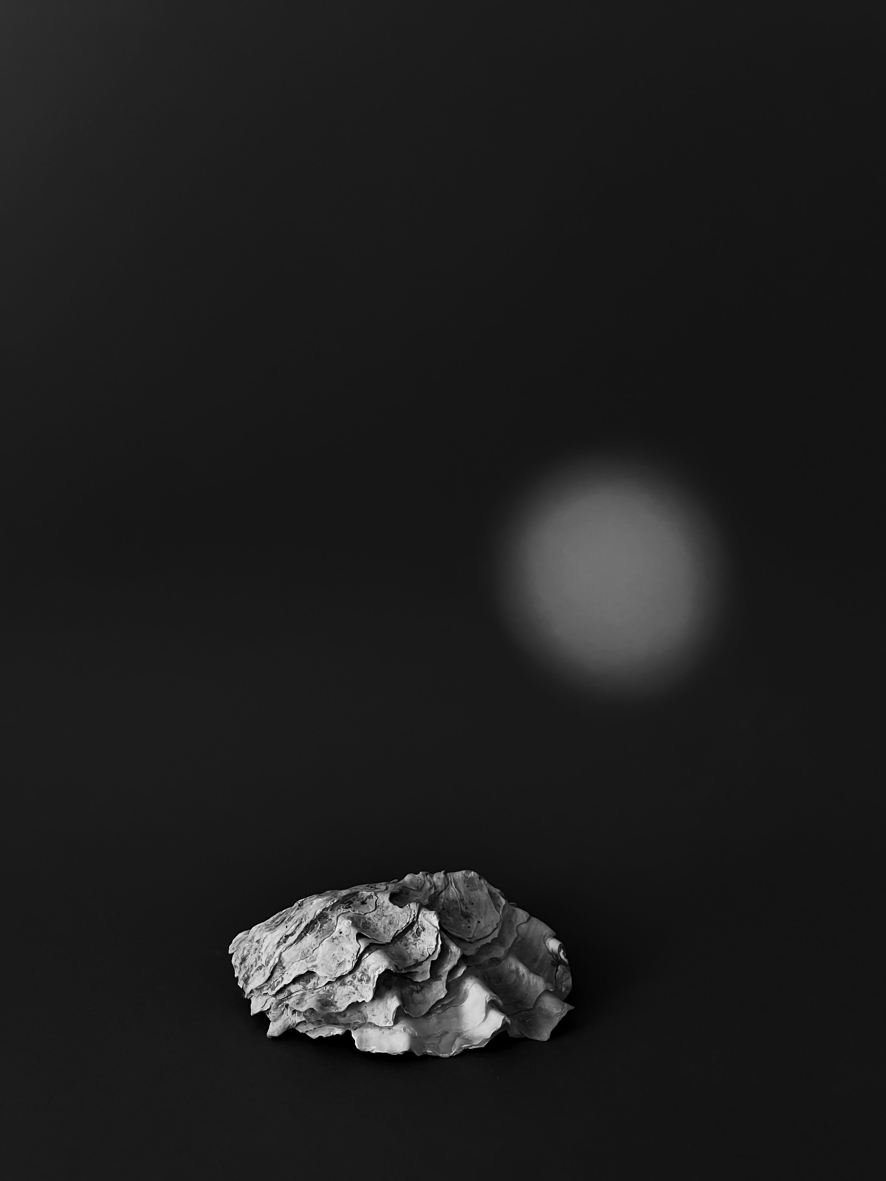 Single oyster on a black background and a soft focused light point