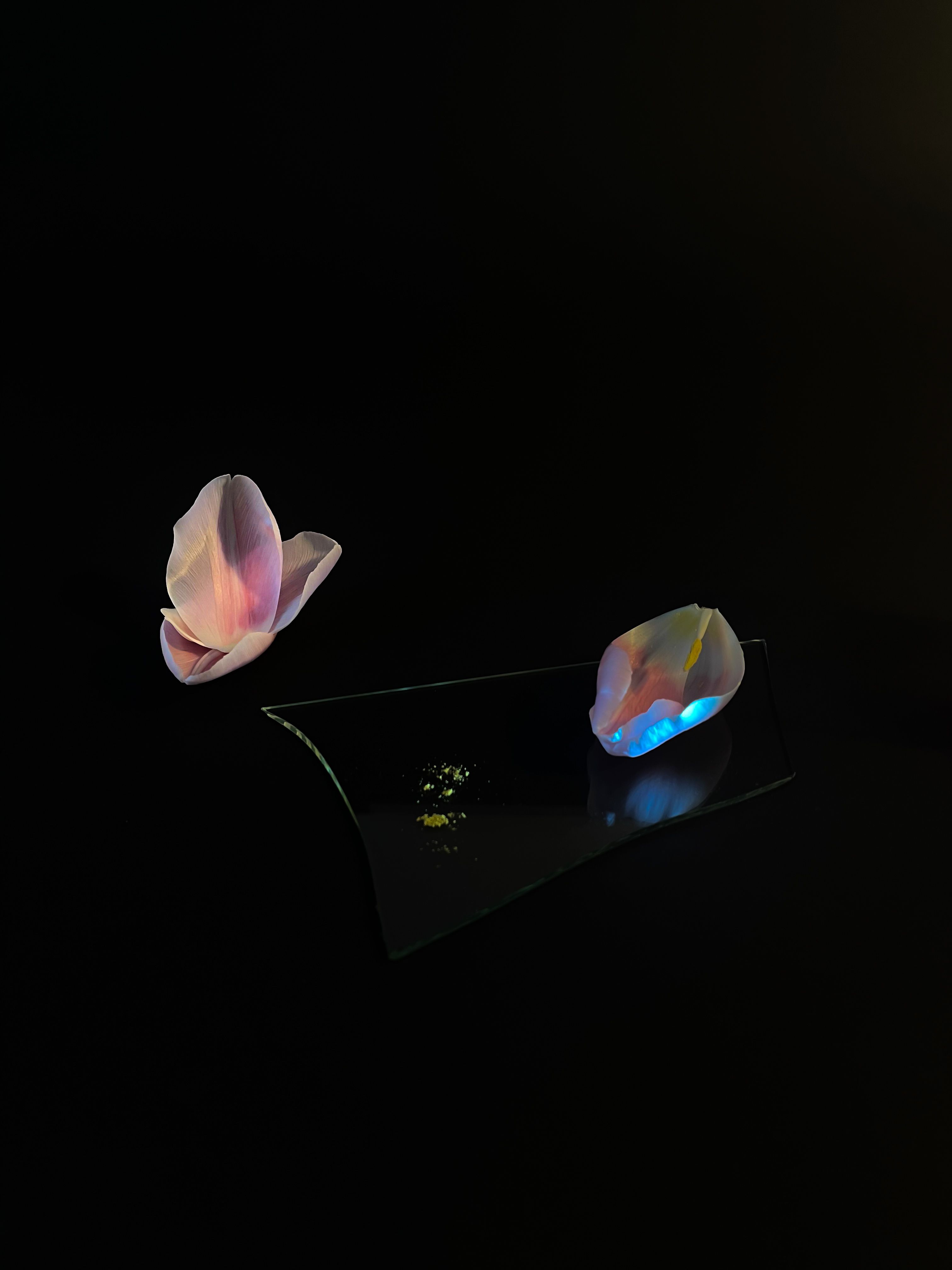 Tulip Blossoms combined with a shard of glass and pollen, lightened up with a flash lamp