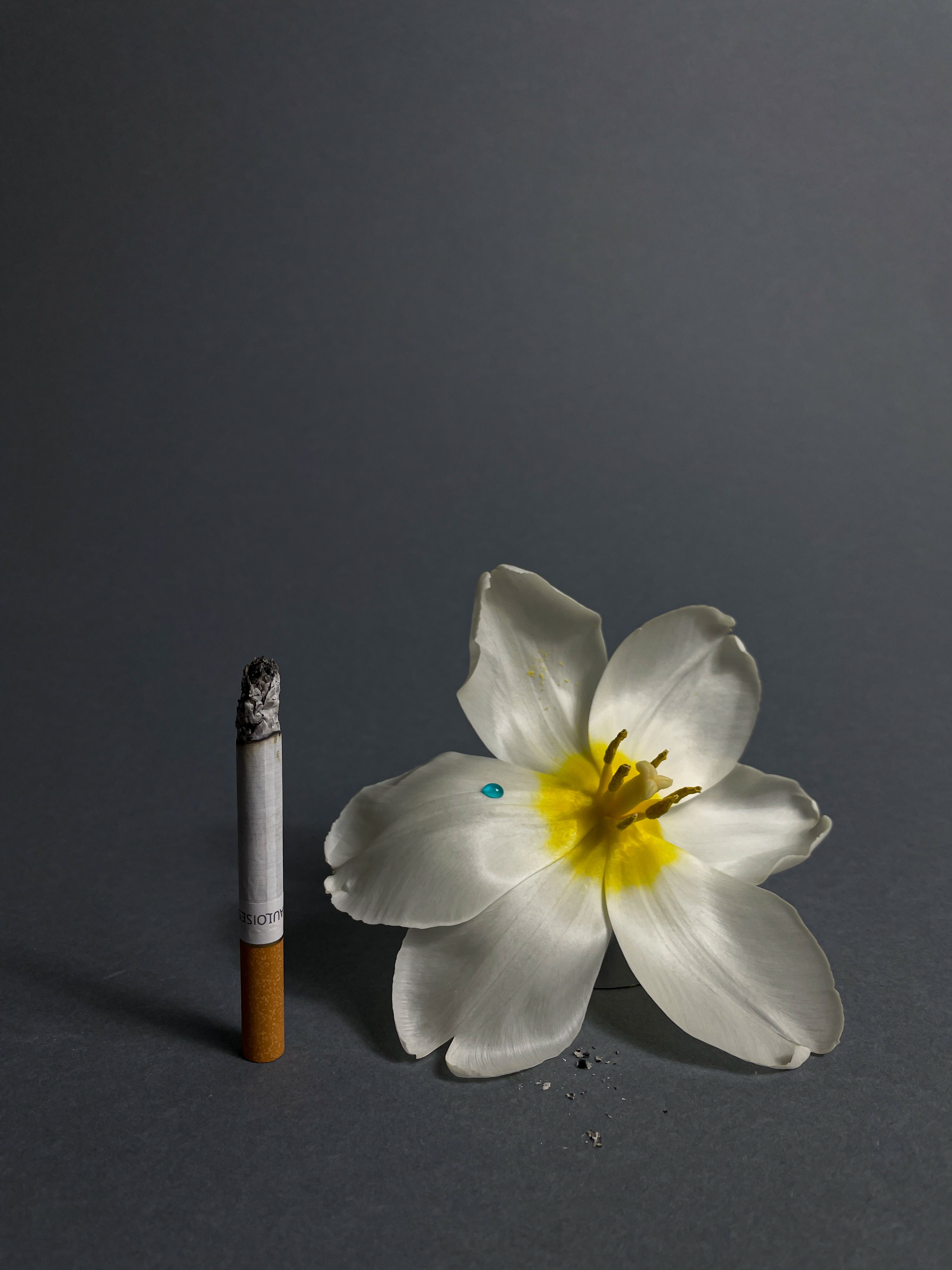Lily flower with a cigarette