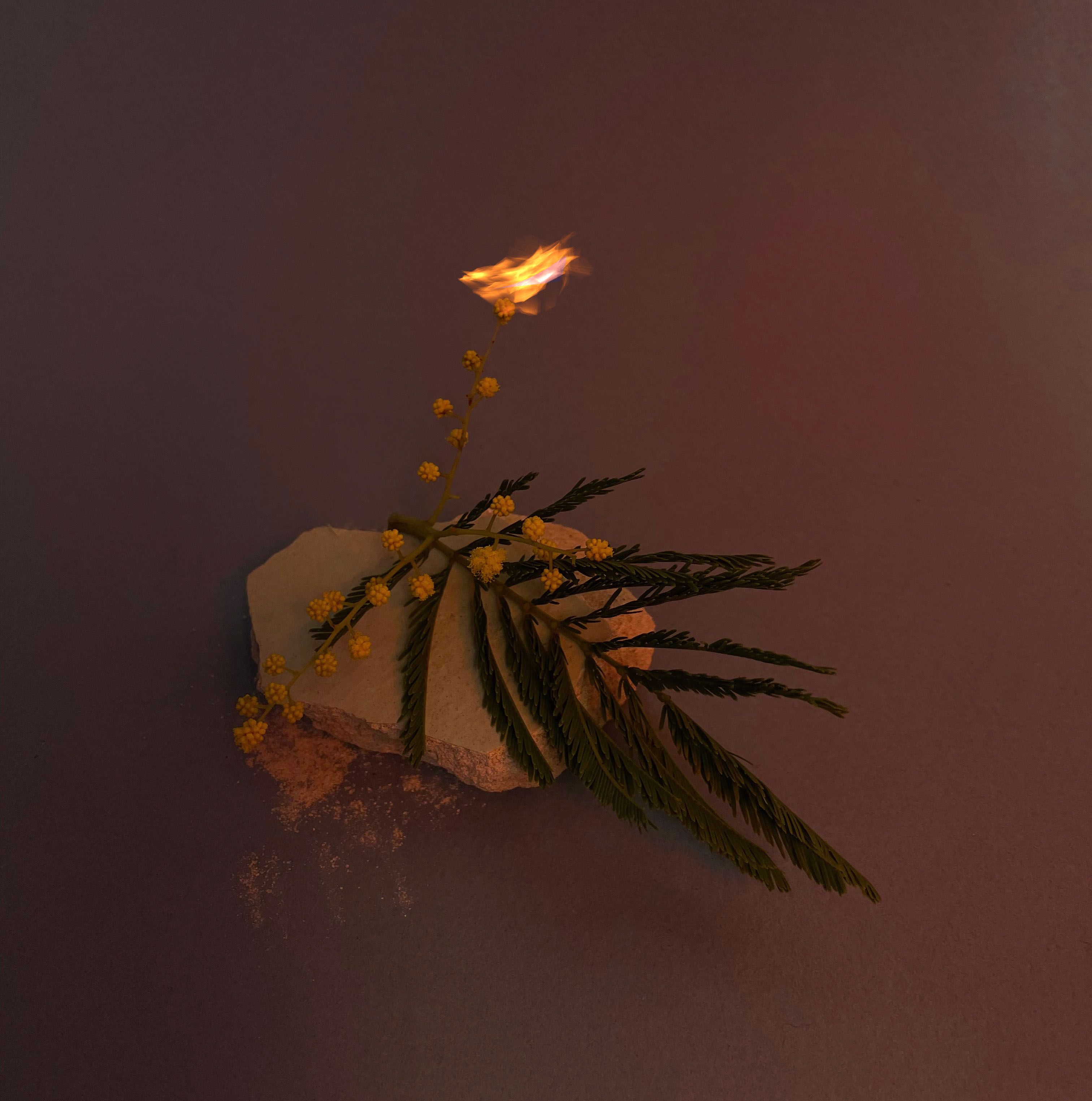 Burning mimosa flower draped on a tile