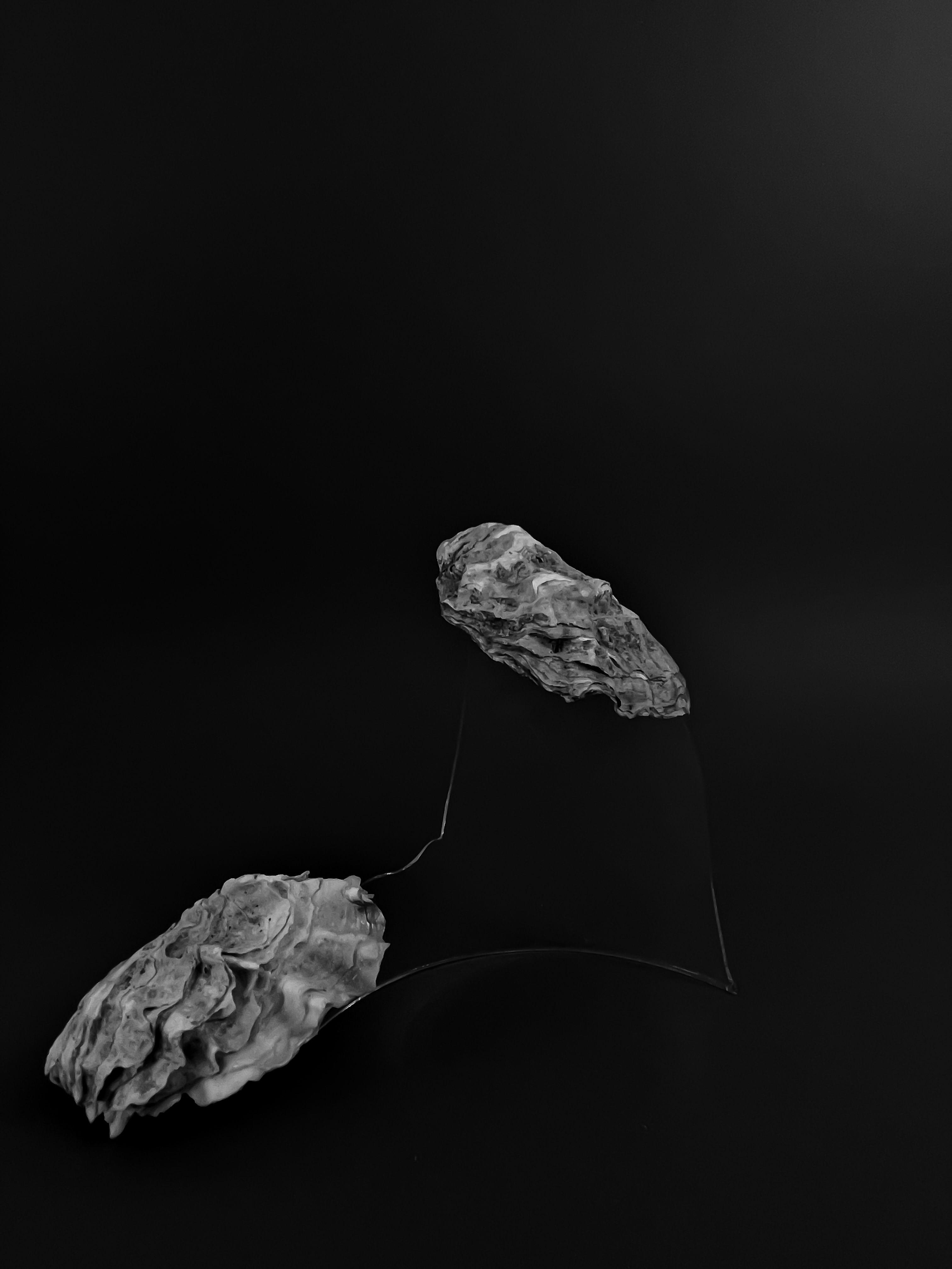 Black and white photography of two oysters combined with a shard of glass