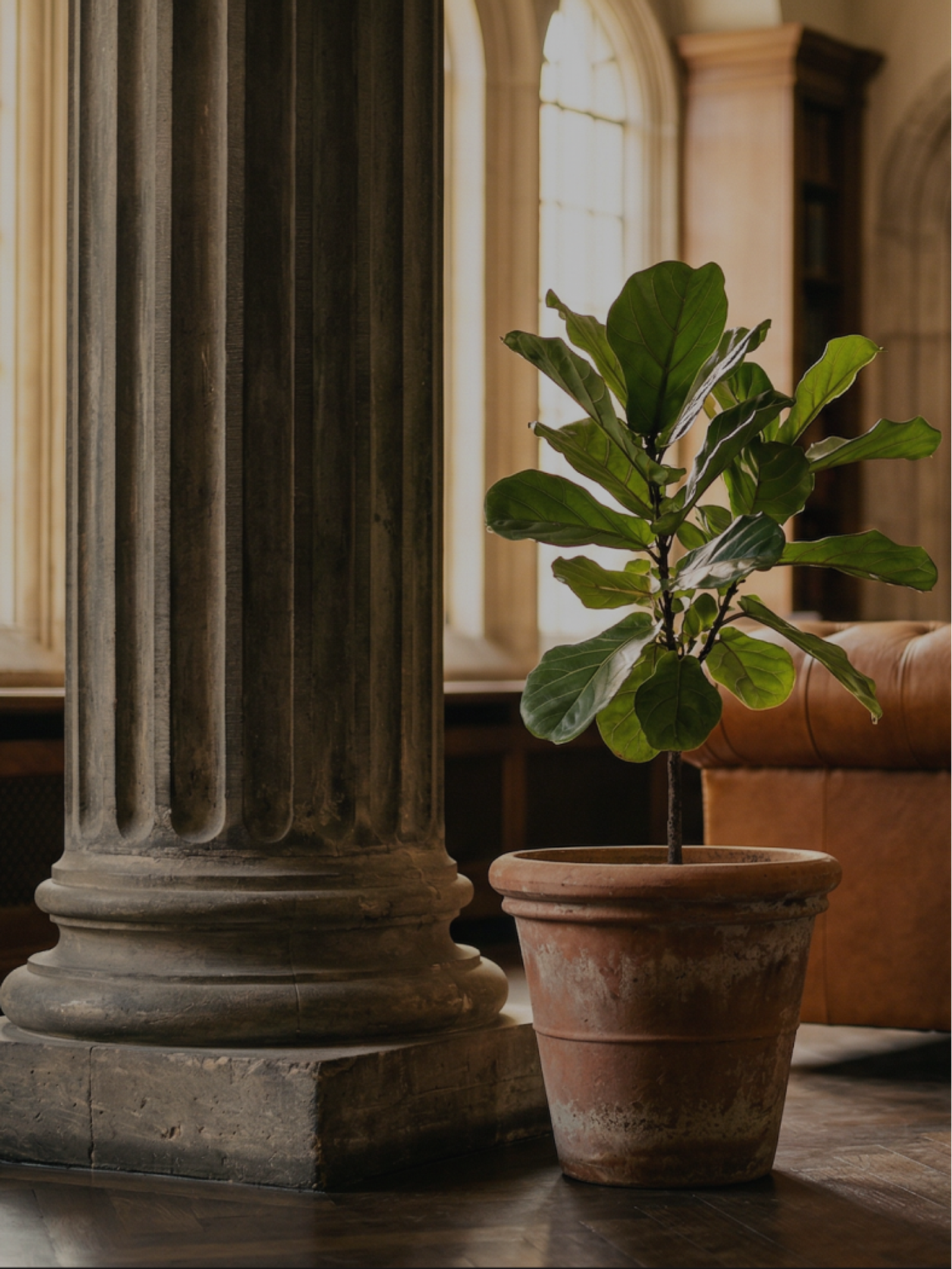Classical stone column and potted plant near a window, representing the Advisory practice area