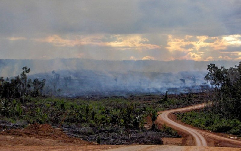 Deforestation