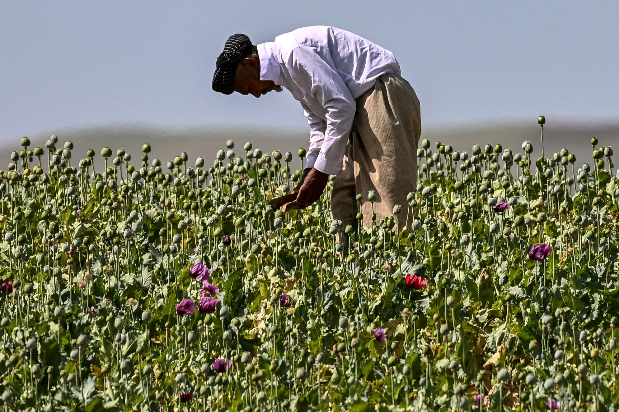 The Taliban’s harder task to turn conquest into control