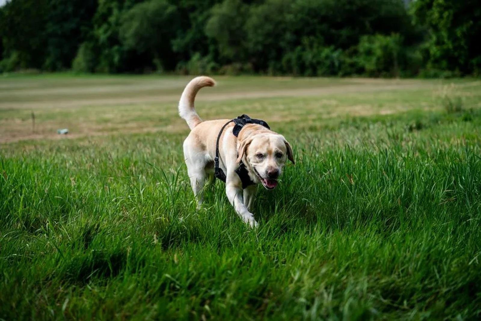 Labrador wearing a black harness in an open field