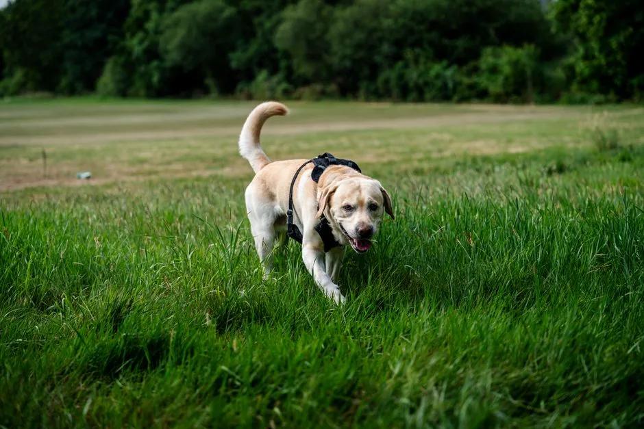 Labrador wearing a black harness in an open field