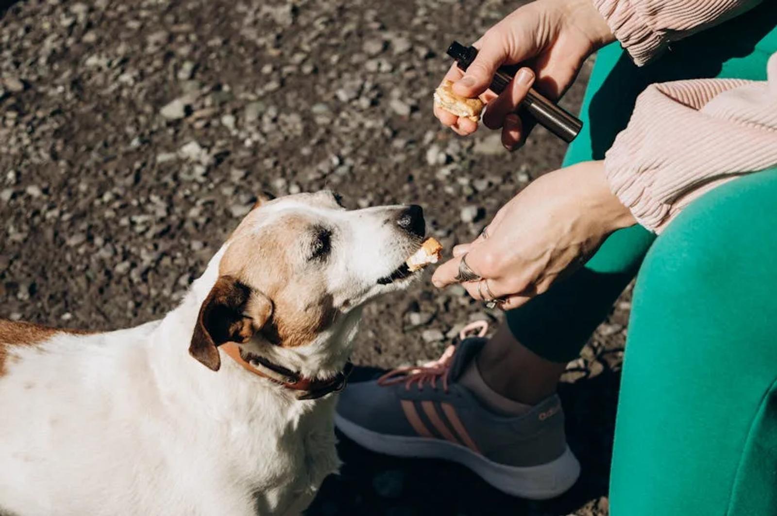 Close-up of dog treat puzzle feeder