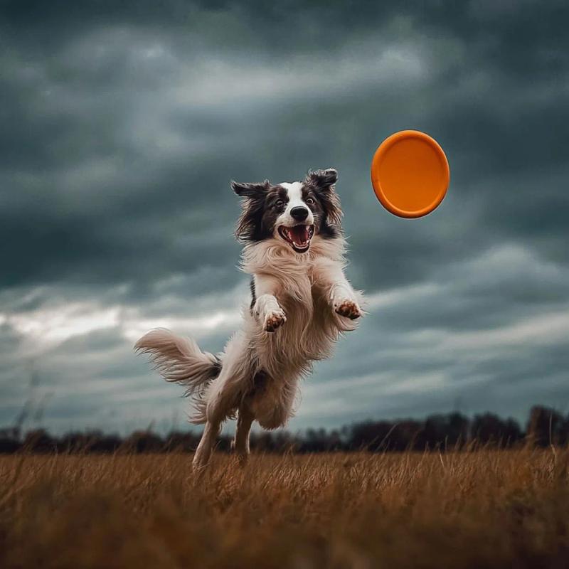 How Much Exercise Does a Border Collie Need? (Hint: It's Not What You Think)