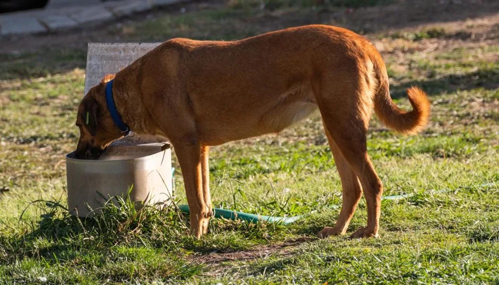 Brown dog drinking from an outdoor concrete water basin on grass