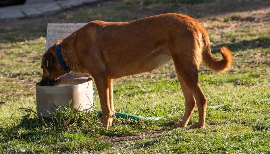 Brown dog drinking from an outdoor concrete water basin on grass
