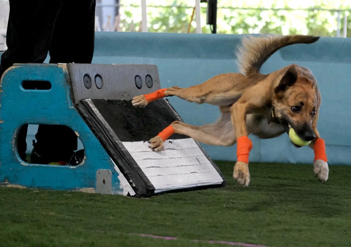 Flyball Box Turn: Train a Cleaner Swimmer's Turn