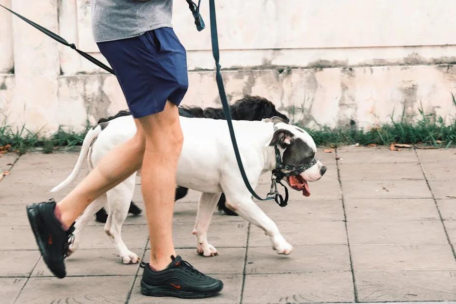 Dog being warmed up on a lead before training session