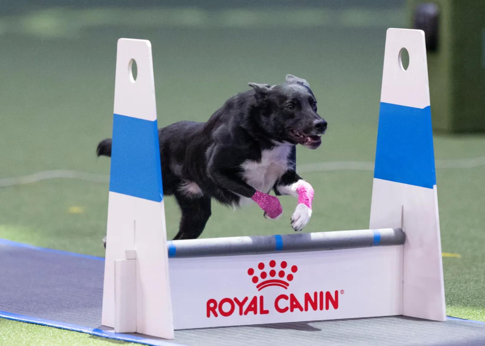 Very fast dog running at Crufts