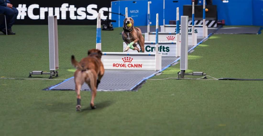 Two fast flyball dogs running at crufts
