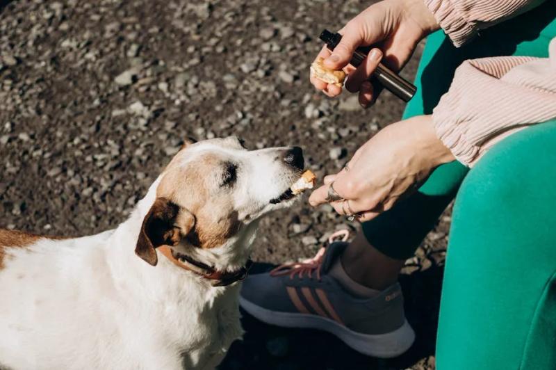 Training Treats for Dogs: Best UK Picks