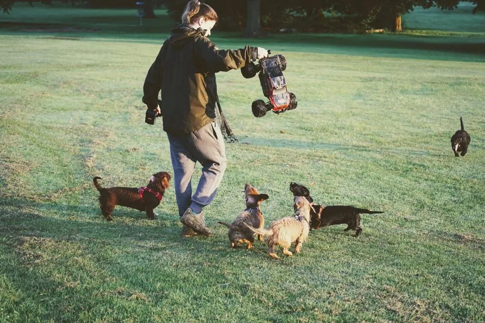 Handler training dogs on a grass field with a remote-controlled lure
