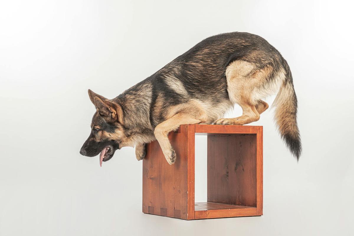 Flyball Training: Complete Guide for UK Teams & Beginners
