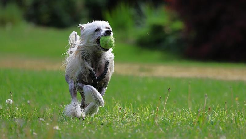 Small dog running with a tennis ball across grass