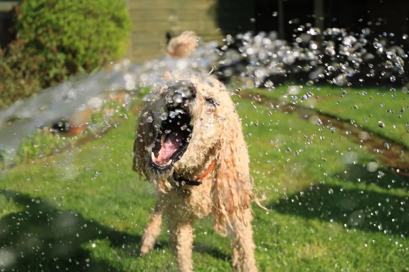 Handler wetting a dog cooling bandana or vest beside an outdoor tap