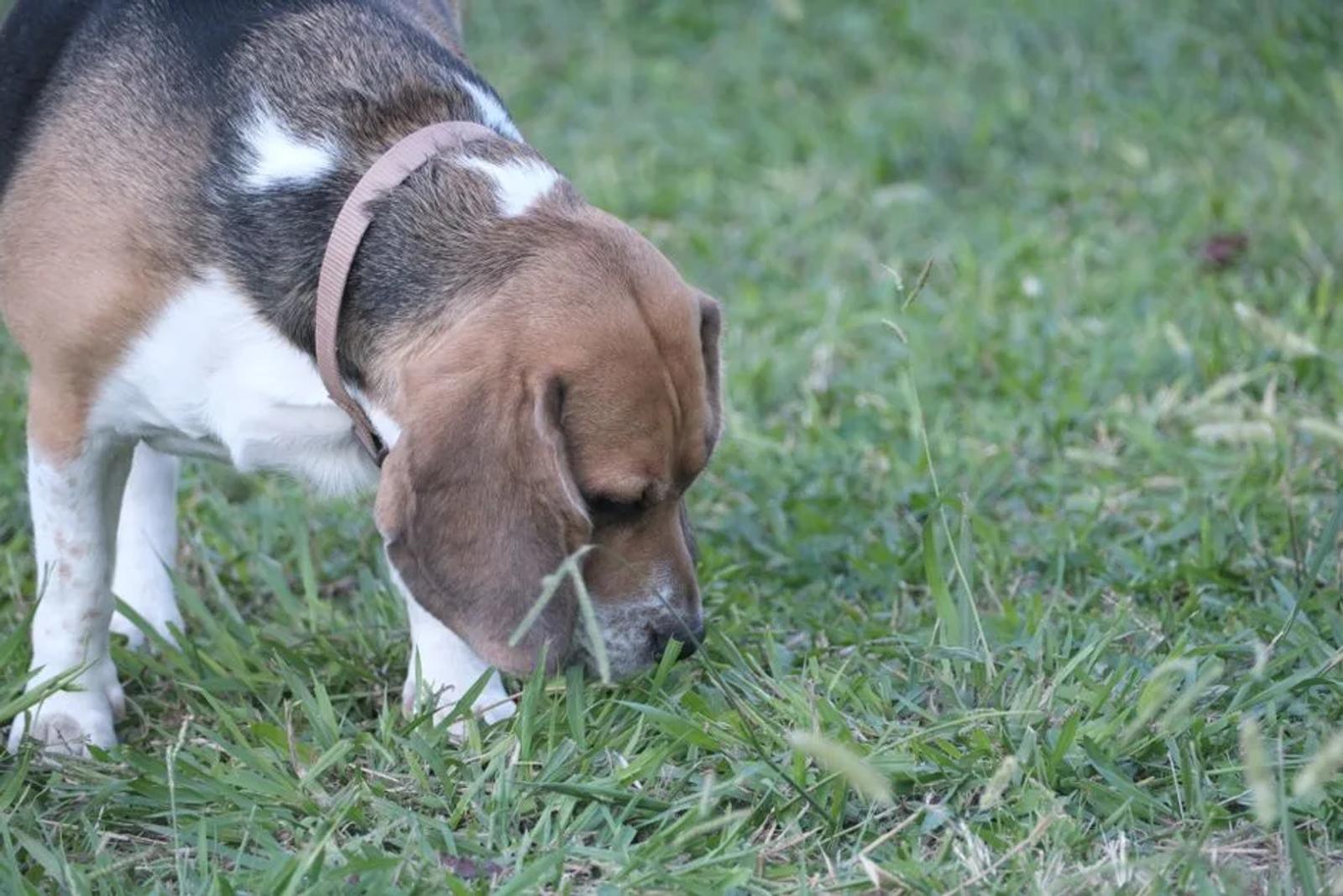 Beagle following a scent through grass